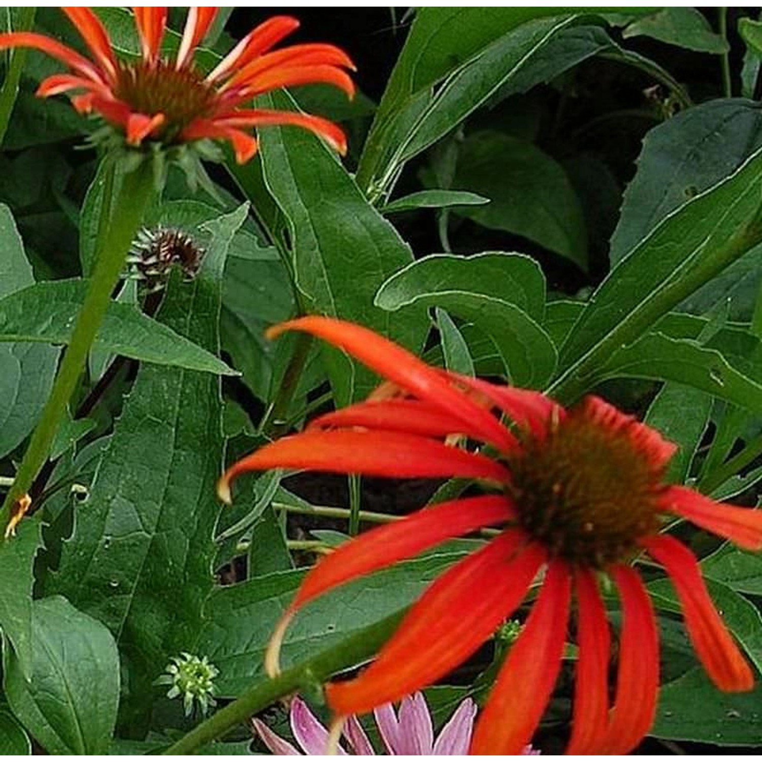 Sonnenhut Tomato Soup - Echinacea purpurea günstig online kaufen