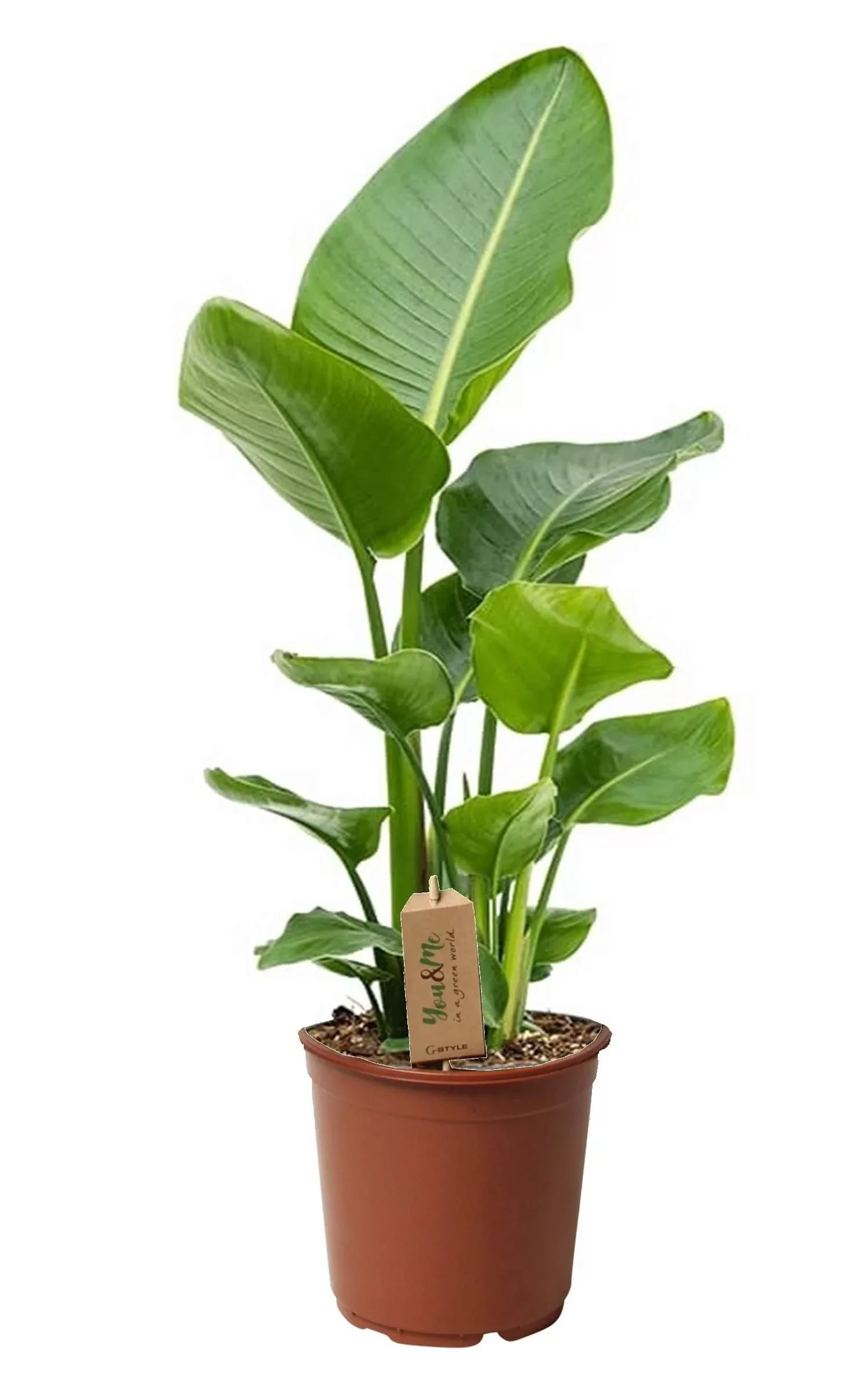 Perfect Plant | Strelitzia Nicolai günstig online kaufen