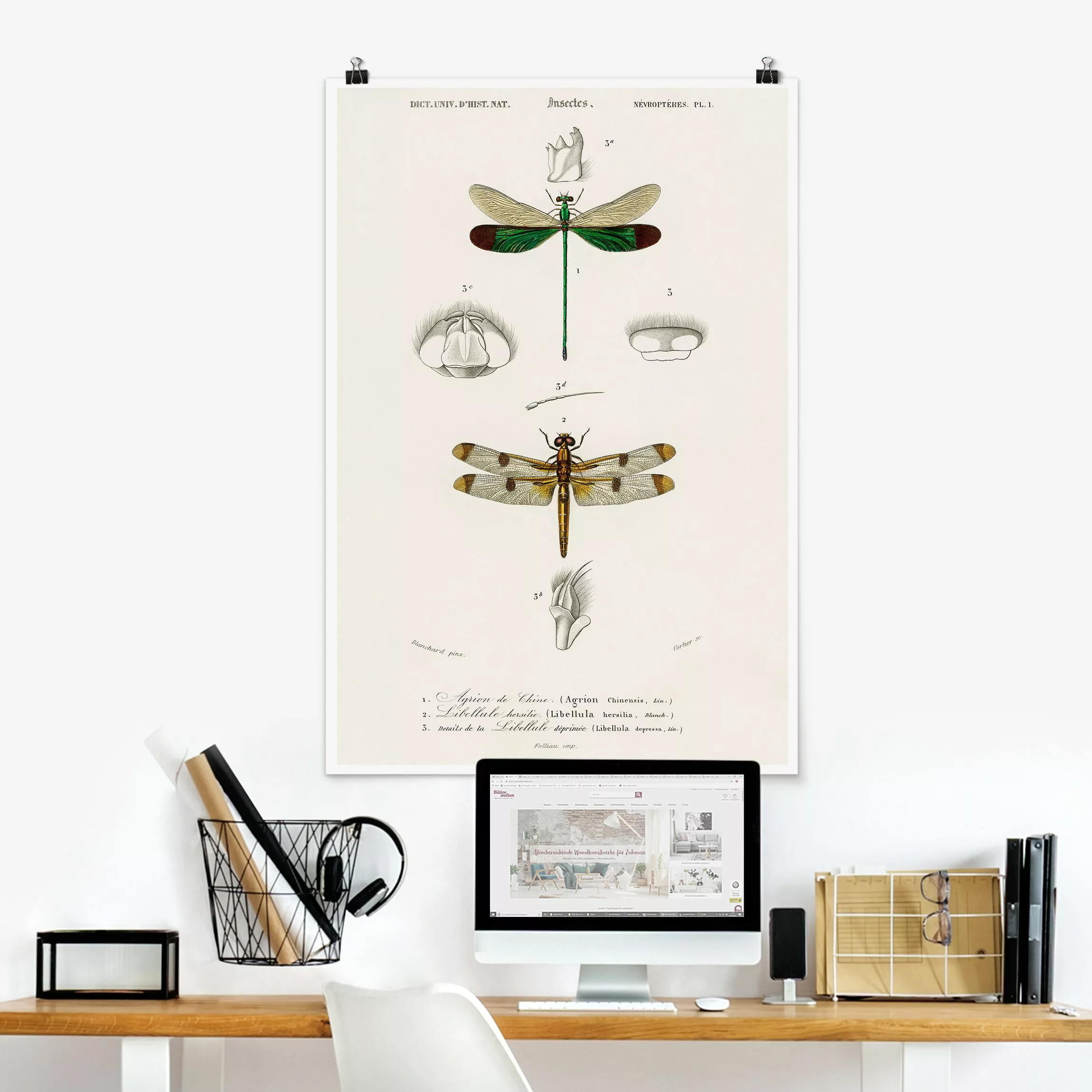 Poster Vintage Lehrtafel Libellen günstig online kaufen