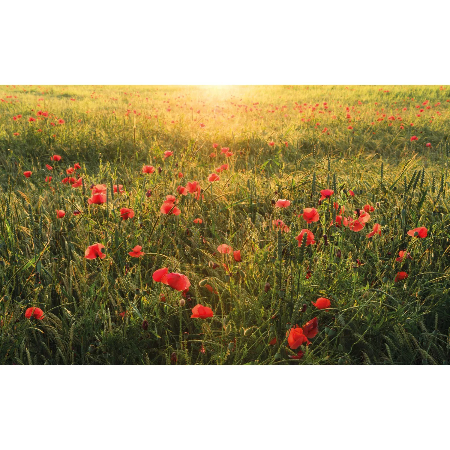 KOMAR Vlies Fototapete - Poppy World - Größe 450 x 280 cm mehrfarbig günstig online kaufen