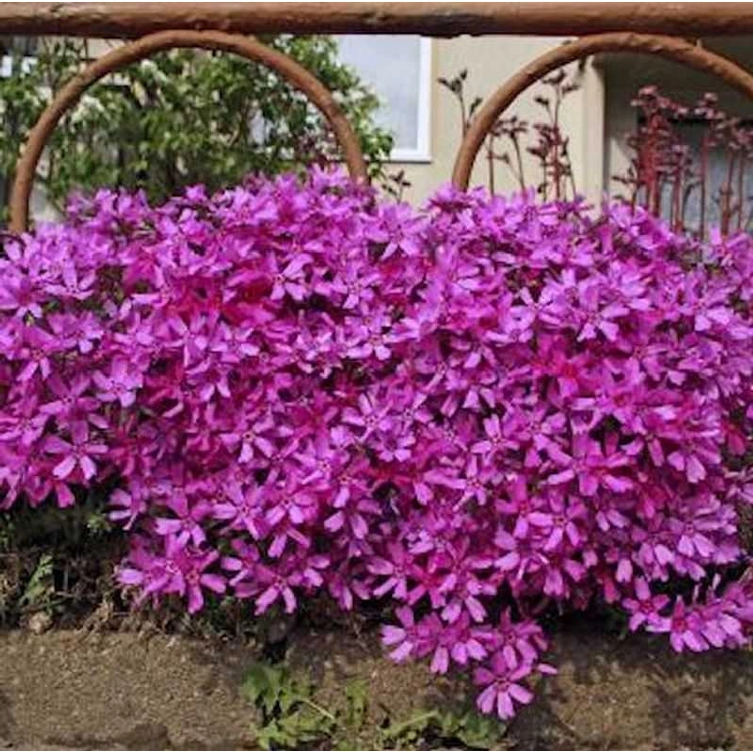 Niedrige Flammenblume Atropurpurea - Phlox subulata günstig online kaufen