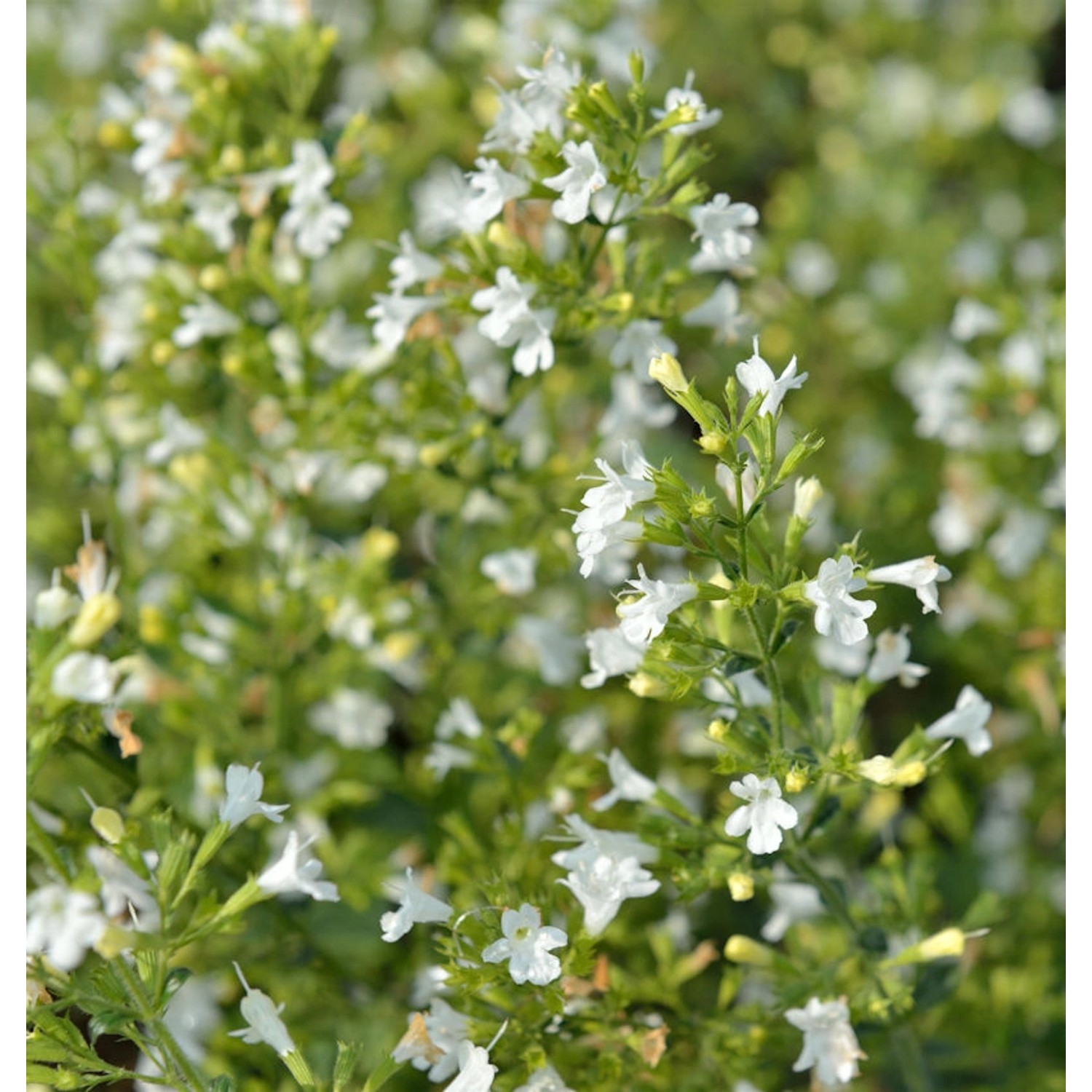 Kleinblättrige Bergminze White Cloud - Calamintha nepeta günstig online kaufen