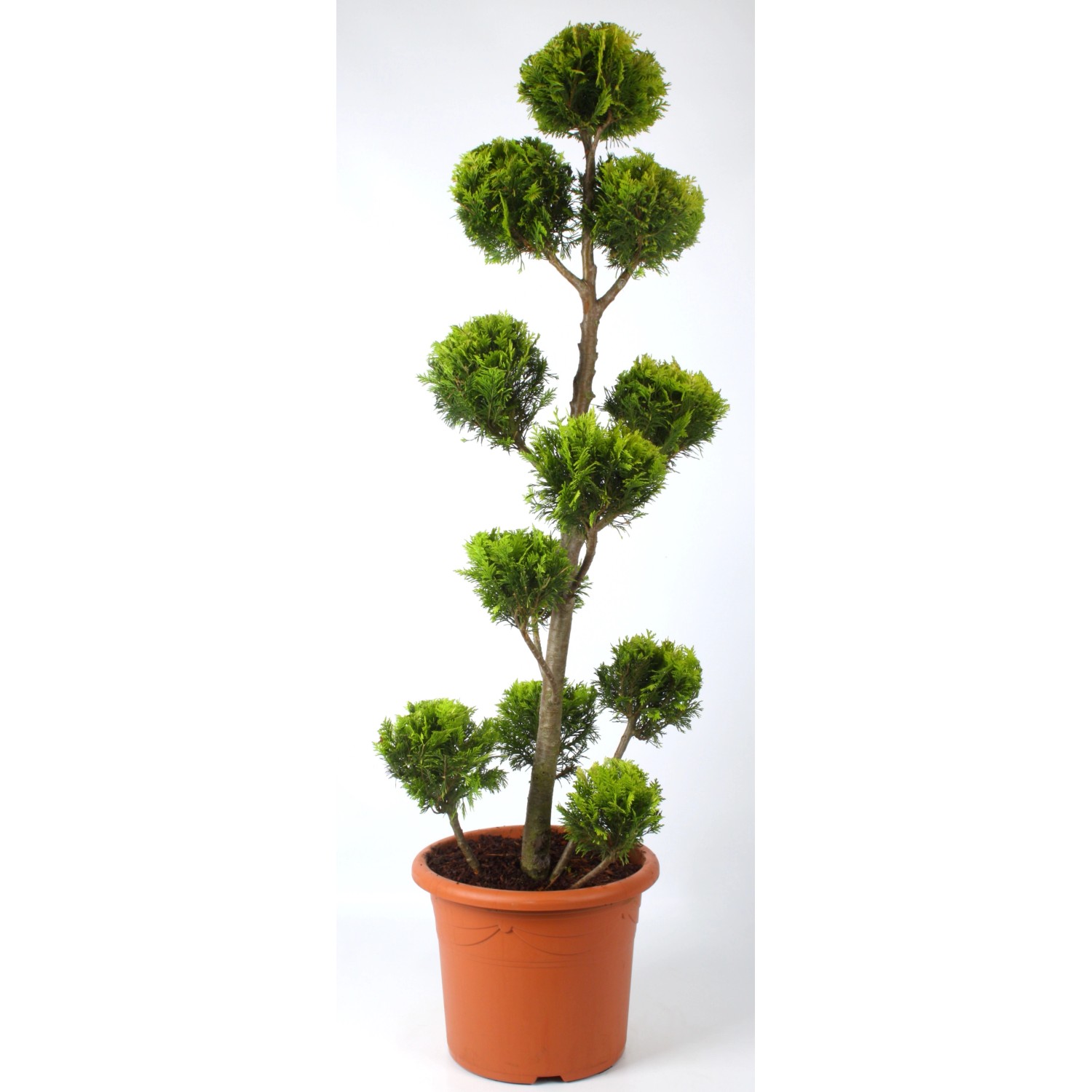 Pflanzen-Boering Gartenbonsai Scheinzypresse Chamaecyparis Stardust Gesamth günstig online kaufen