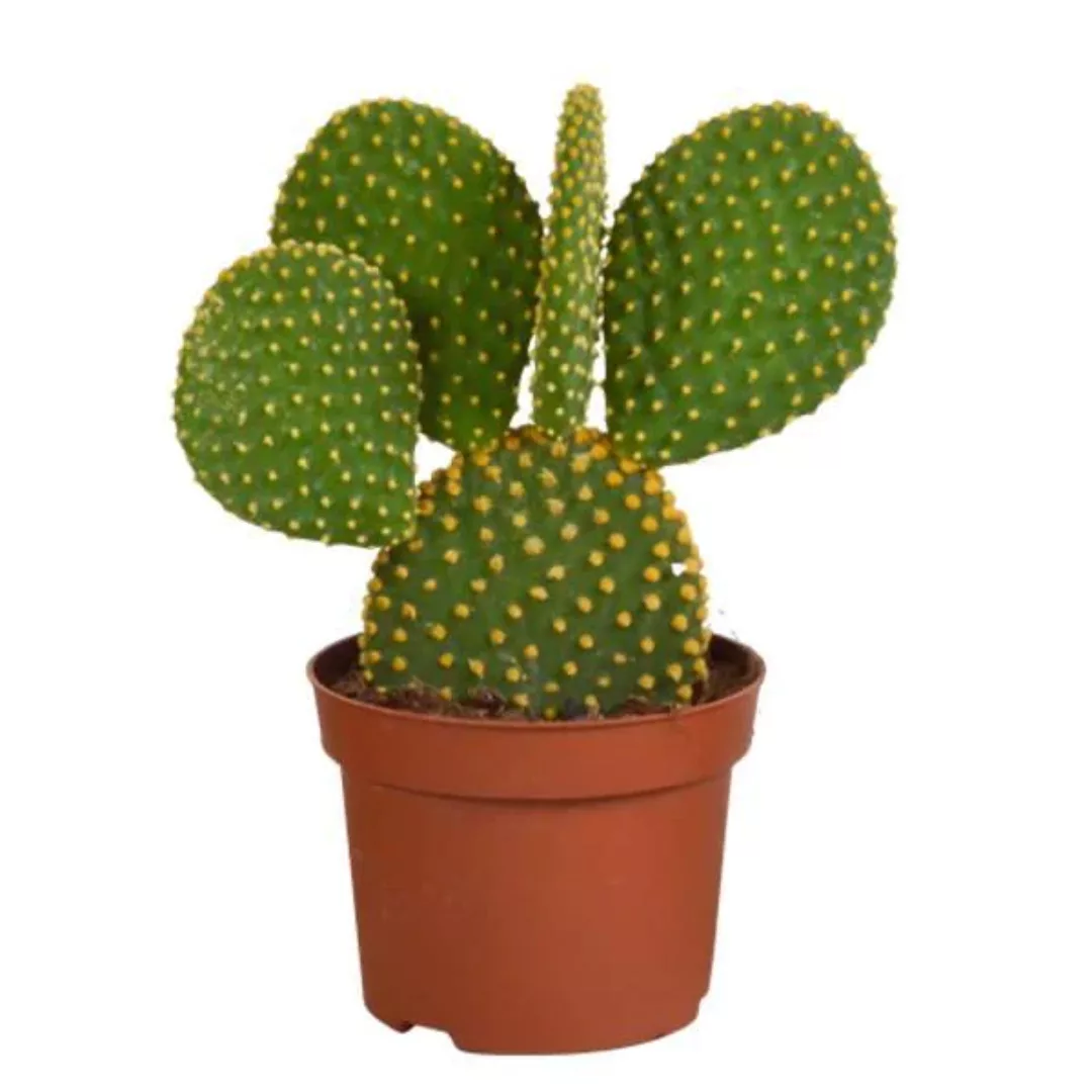 Casa Caron | Kaktus Microdasys günstig online kaufen