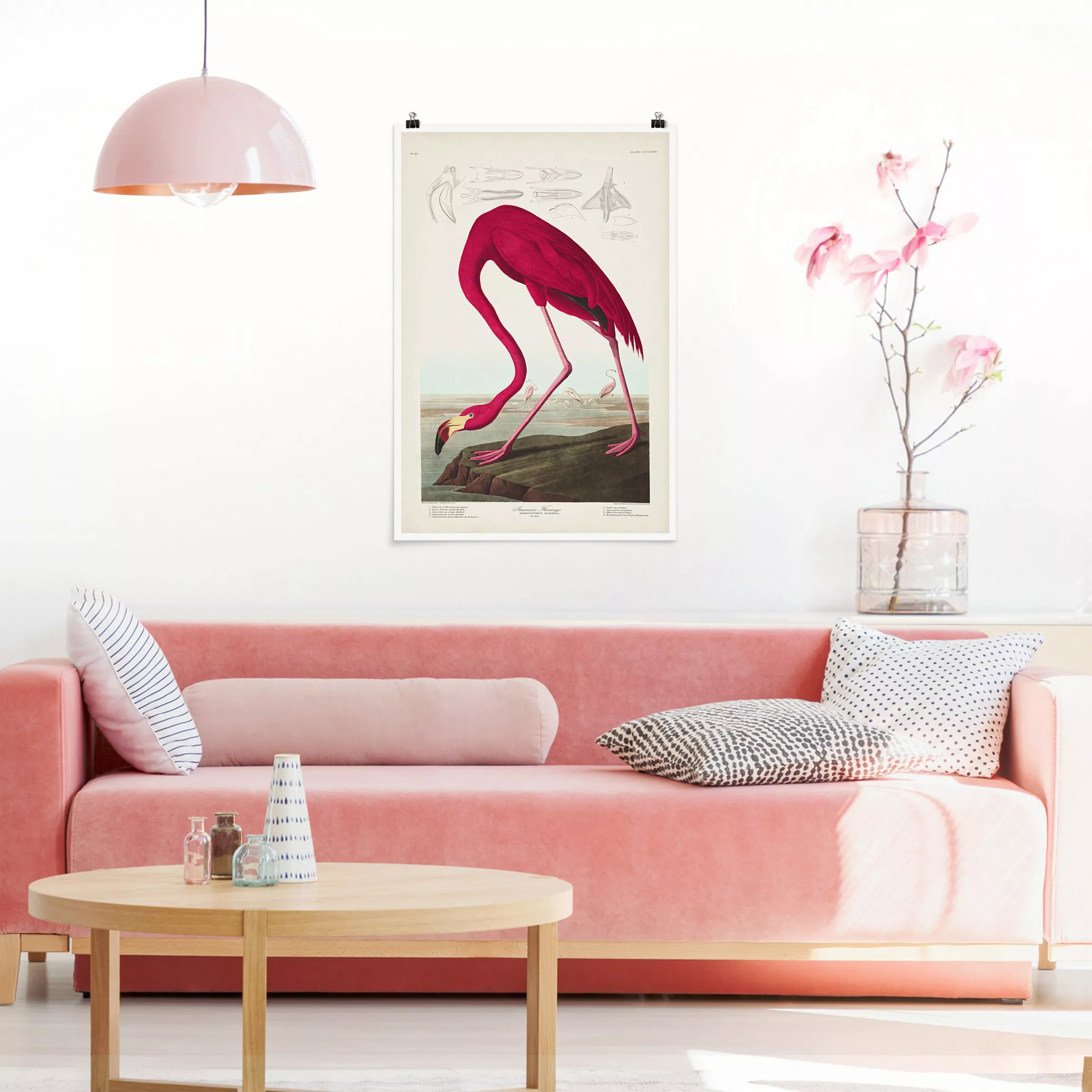 Poster Vintage Lehrtafel Amerikanischer Flamingo günstig online kaufen
