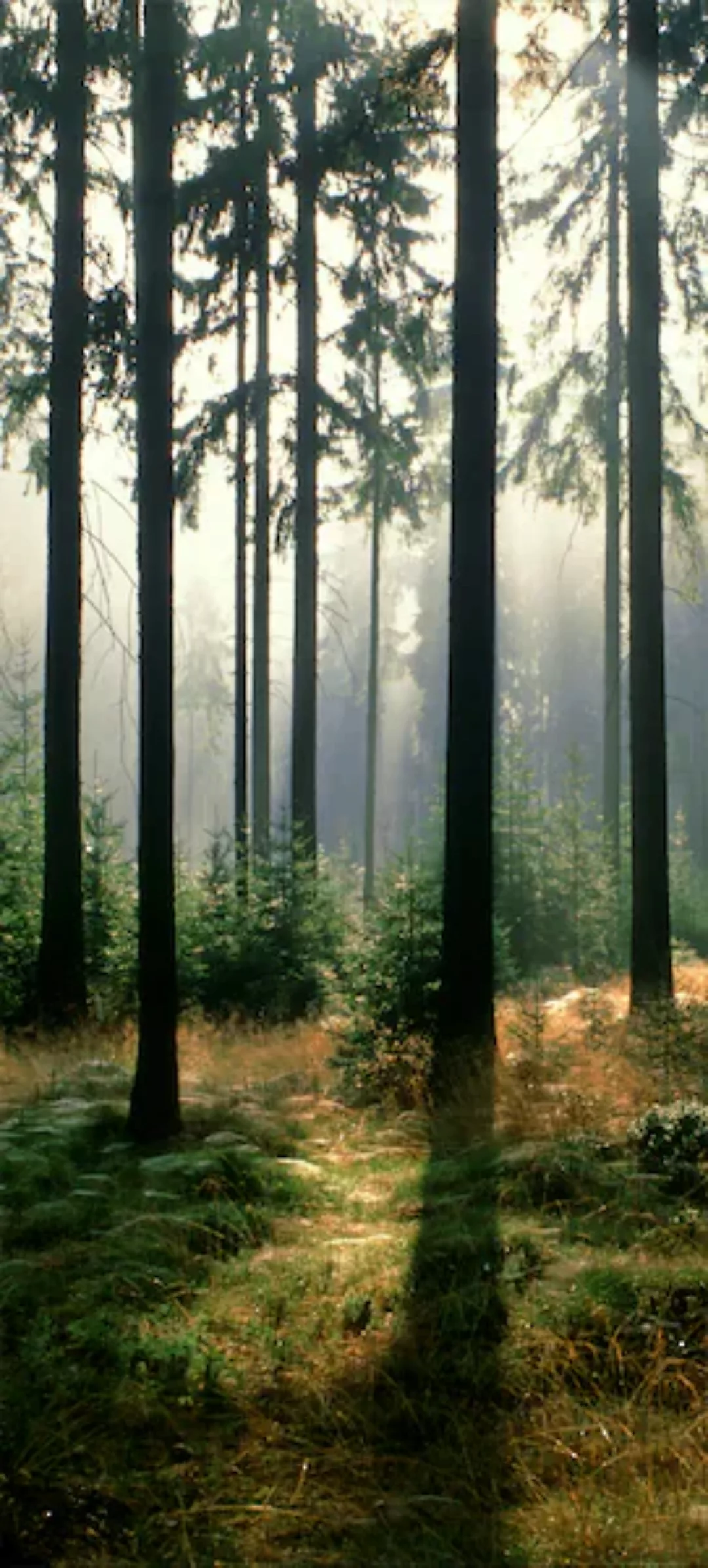 Papermoon Fototapete »Forest - Türtapete«, matt günstig online kaufen