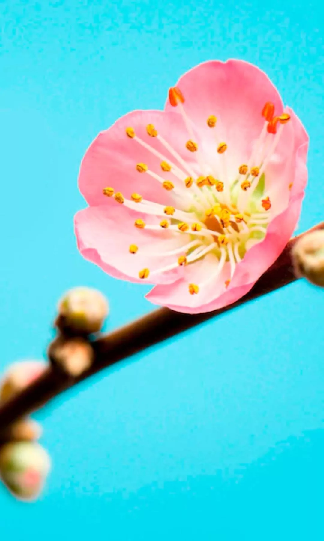 Komar Fototapete Peach Blossom Kirschblüte B/L: ca. 150x250 cm günstig online kaufen