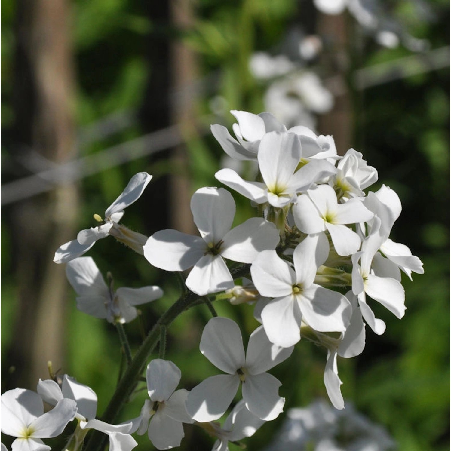 Nachtviole Alba - Hesperis matronalis günstig online kaufen