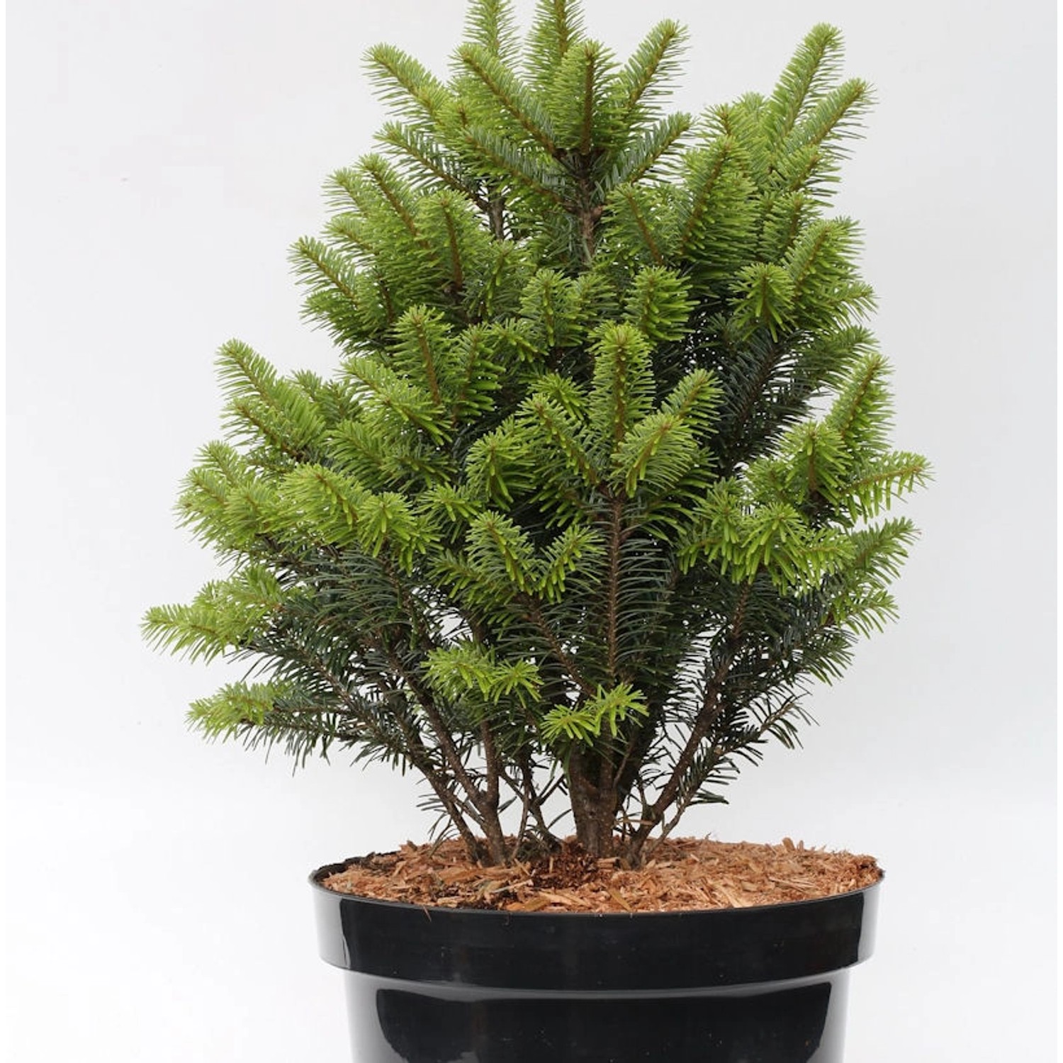 Weiß-Tanne Pyramidalis 40-50cm - Abies alba Pyramidalis günstig online kaufen