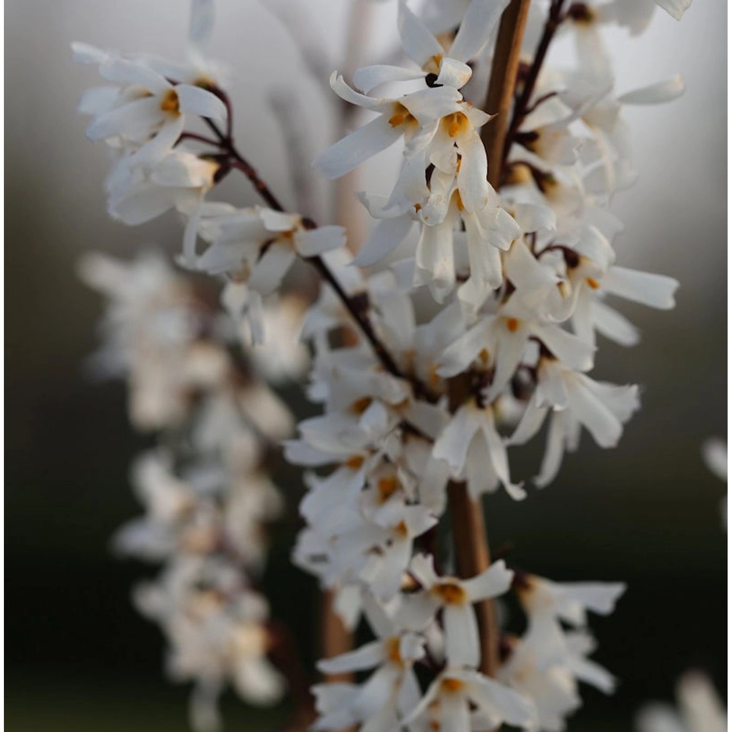 Schneeforsythie 40-60cm - Abeliophyllum distichum günstig online kaufen