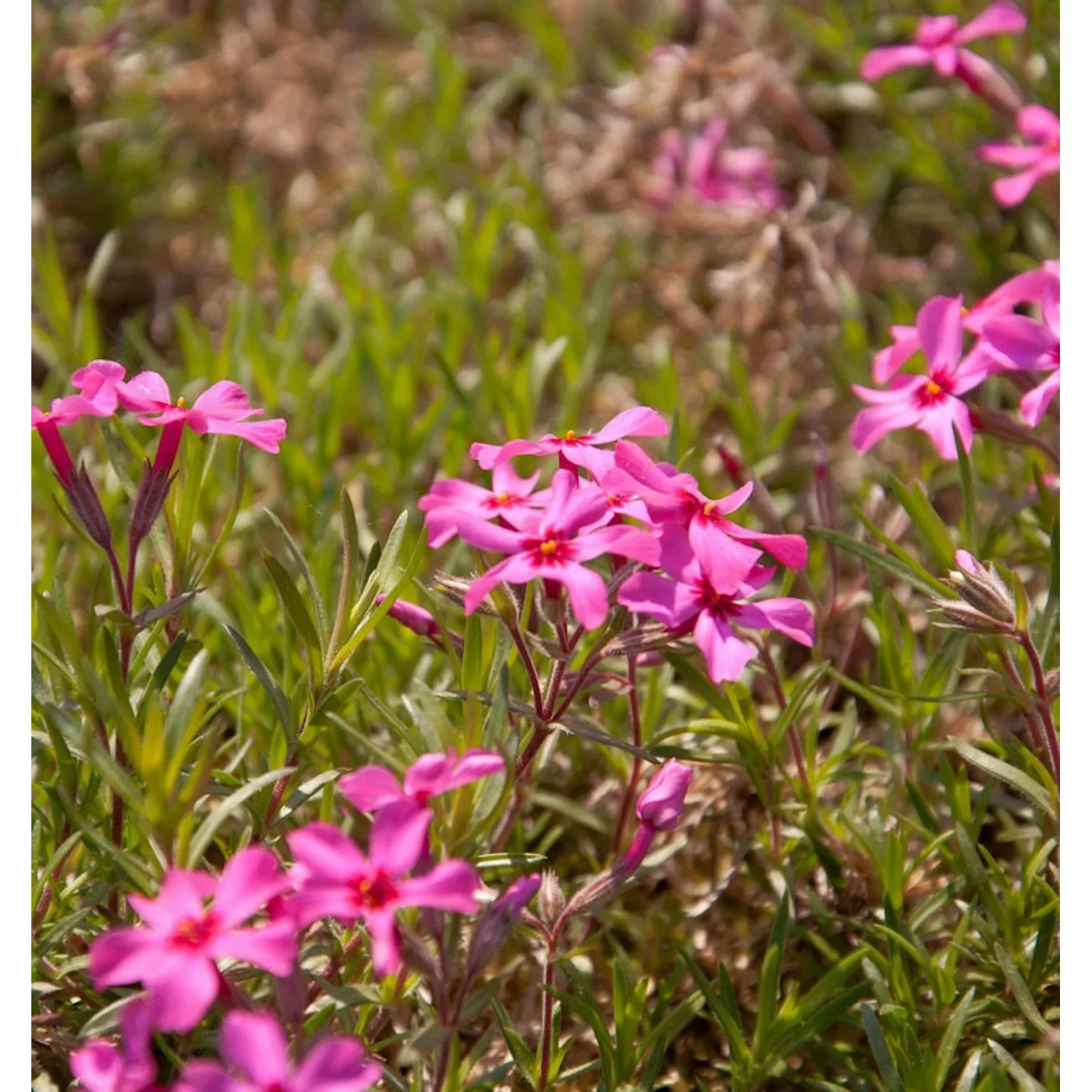 Teppich Phlox Scarlet Flame - Phlox subulata günstig online kaufen