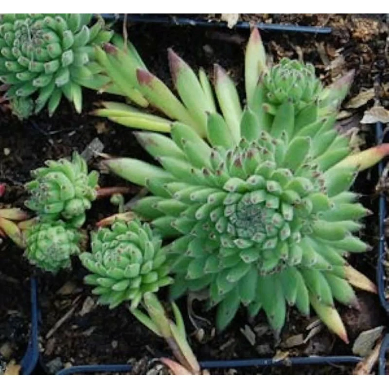 Berg Hauswurz - Sempervivum montanum günstig online kaufen