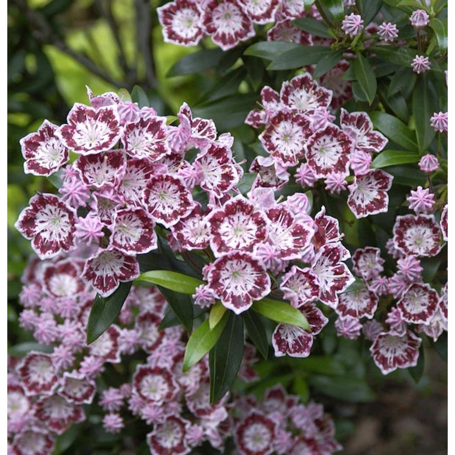 Berglorbeer Minuet 50-60cm - Kalmia latifolia günstig online kaufen