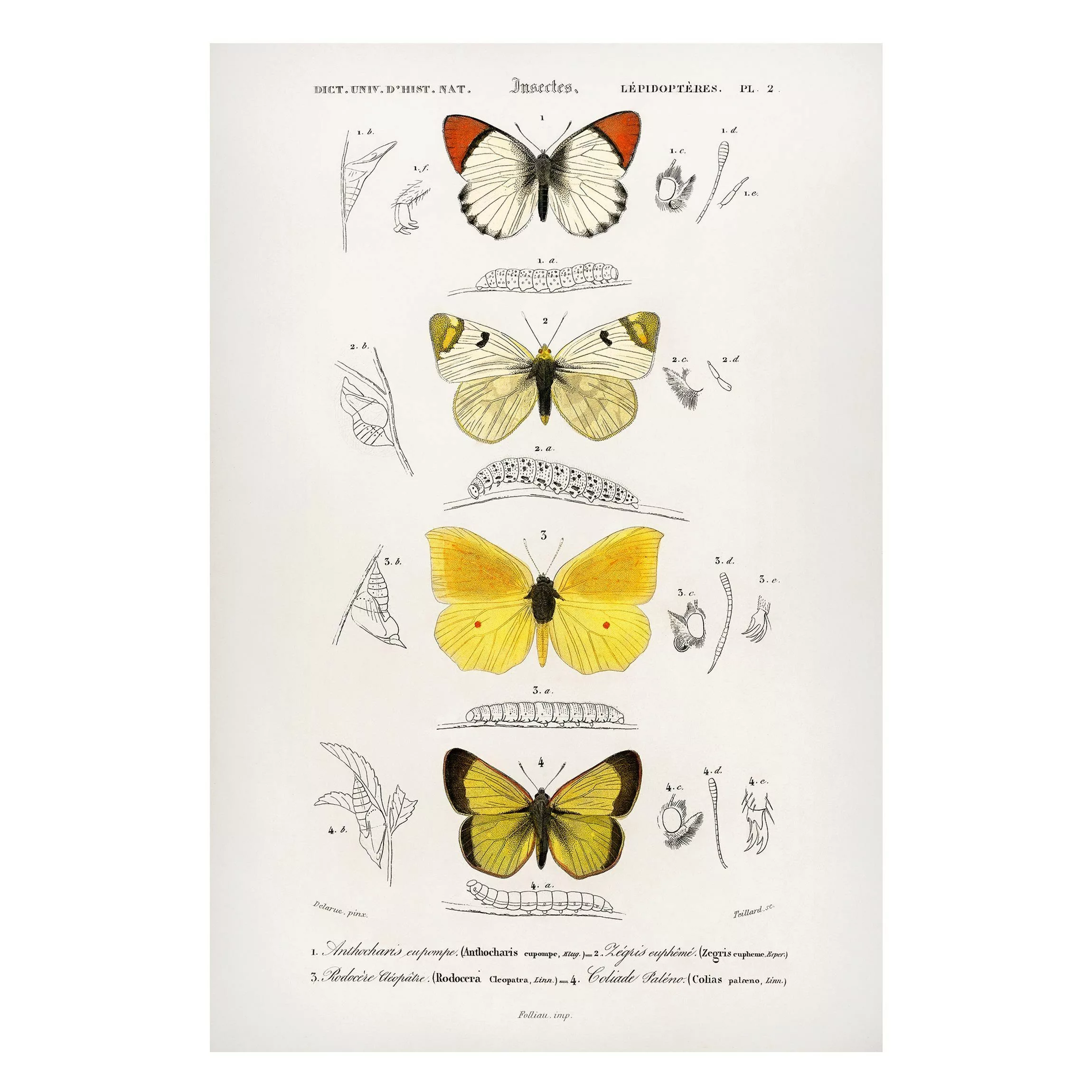 Magnettafel Tiere - Hochformat 2:3 Vintage Lehrtafel Schmetterlinge II günstig online kaufen