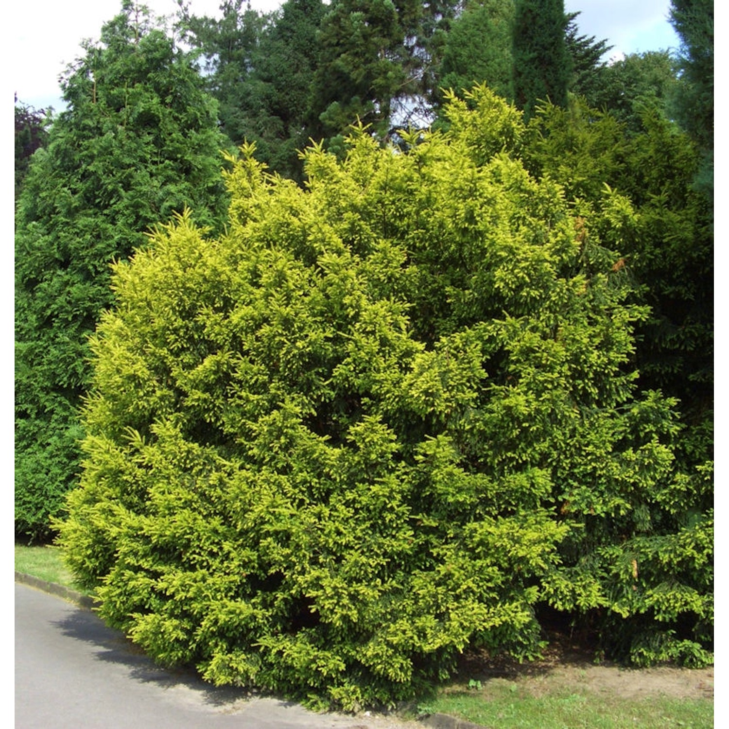 Eibe Tymon 60-80cm - Taxus media günstig online kaufen