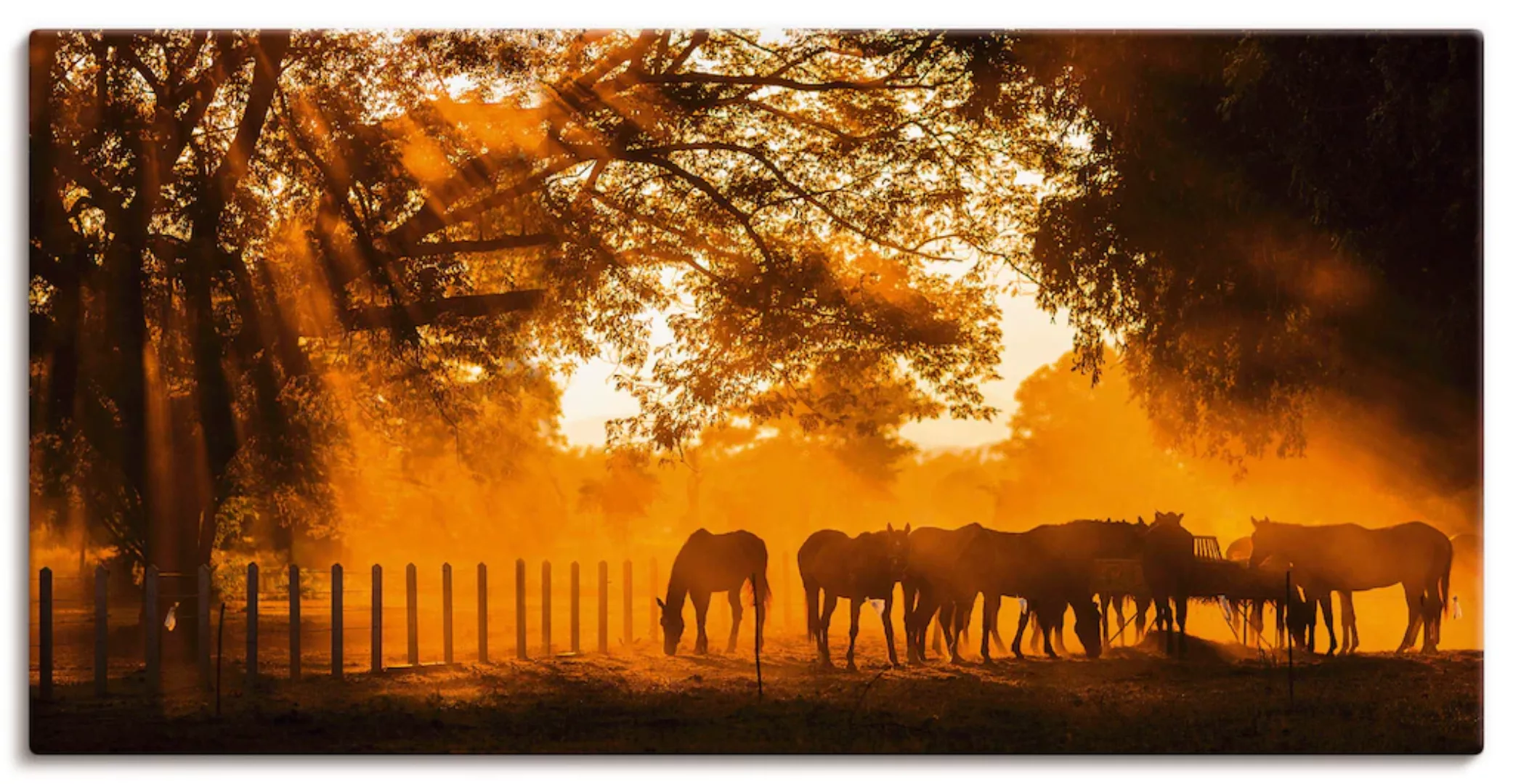 Artland Wandbild "Goldenes Licht auf der Pferdewiese", Haustiere, (1 St.), günstig online kaufen