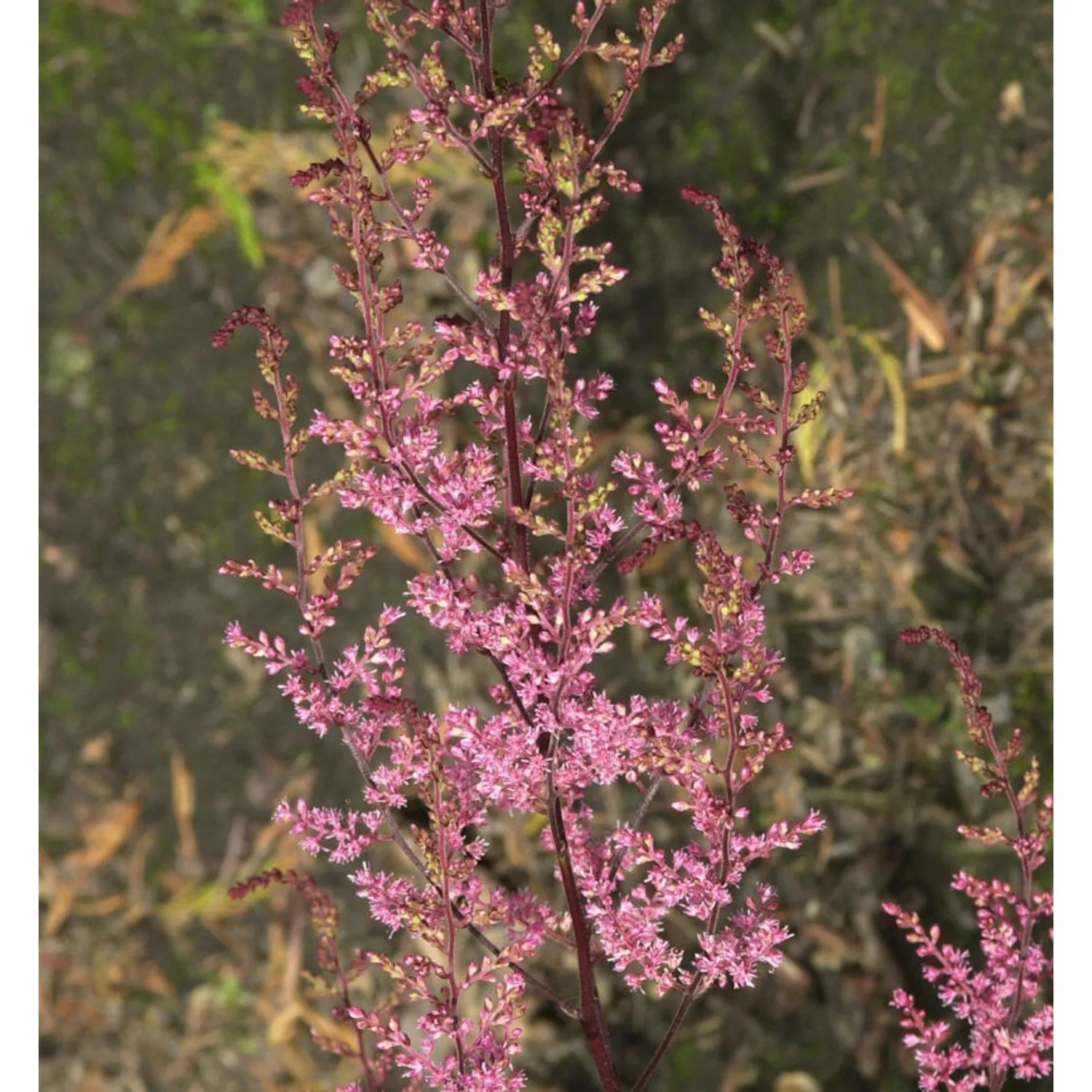 Prachtspiere Colour Flash - Astilbe cultorum günstig online kaufen