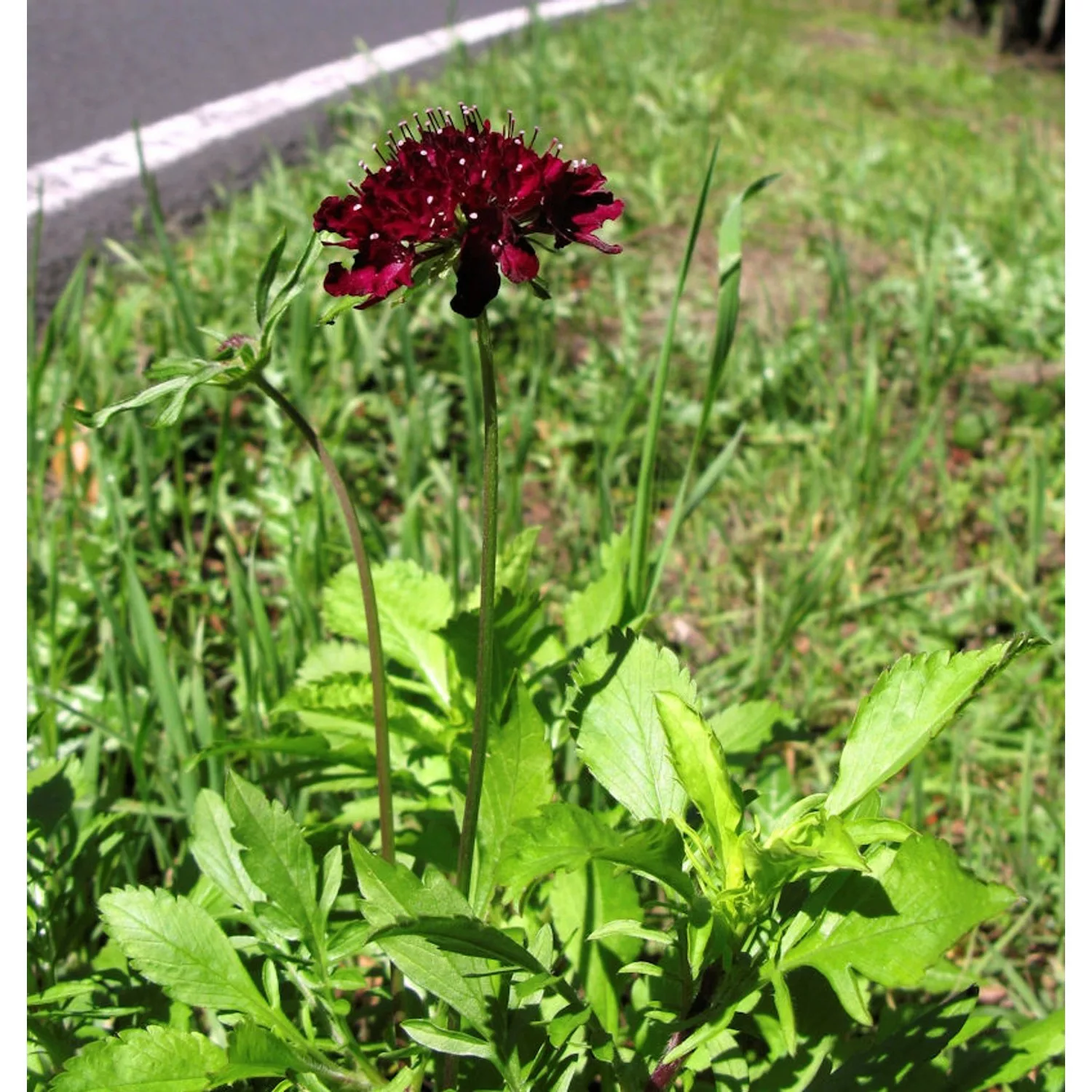 Witwenblume Barocca - Scabiosa atropurpurea günstig online kaufen