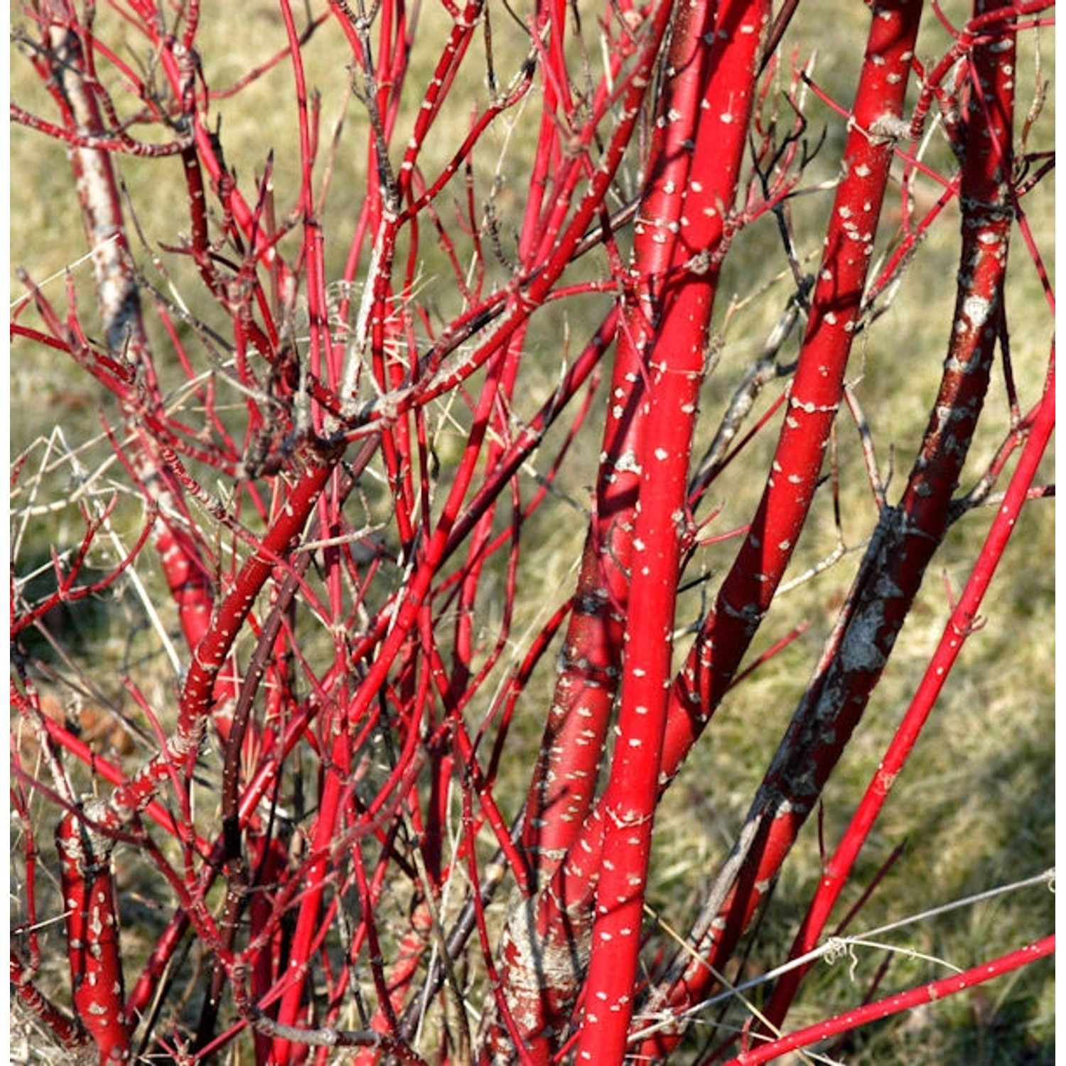 Purpur Hartriegel 80-100cm - Cornus alba günstig online kaufen