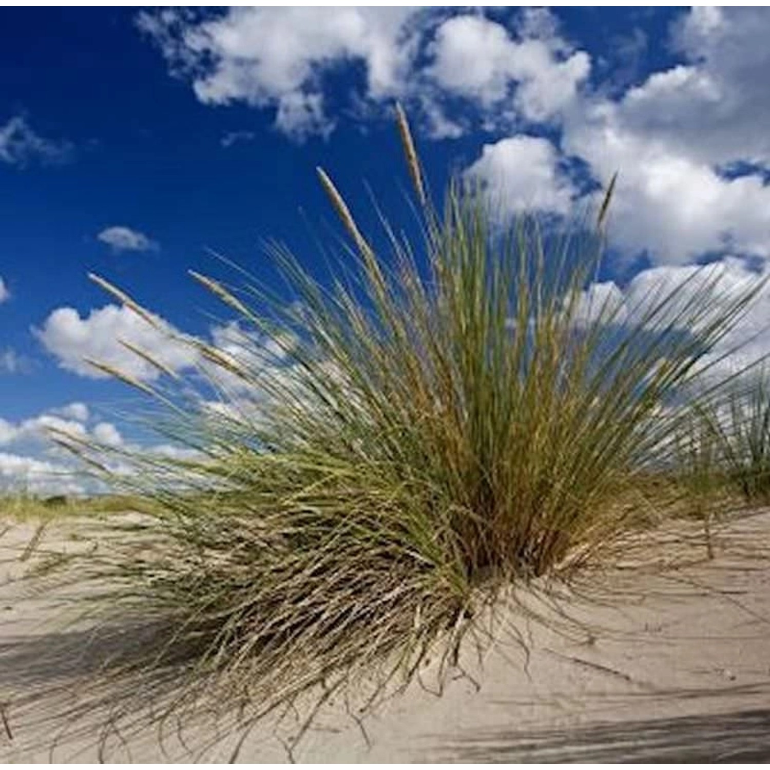 Amerikanischer Strandhafer - XXXL Topf - Ammophila breviligulata günstig online kaufen