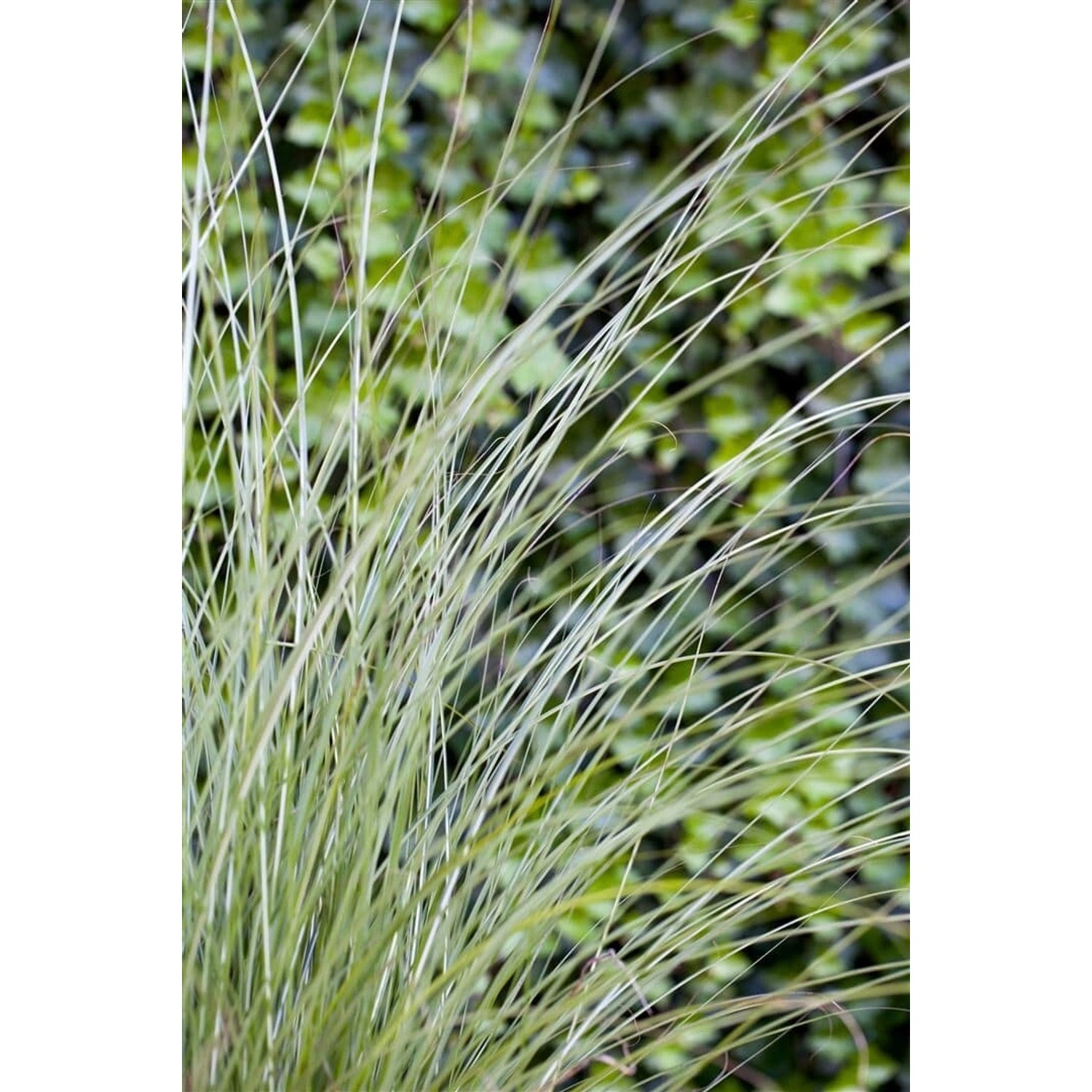 Miscanthus Sinensis Gracillimus Chinaschilf 7,5-10 L Container günstig online kaufen