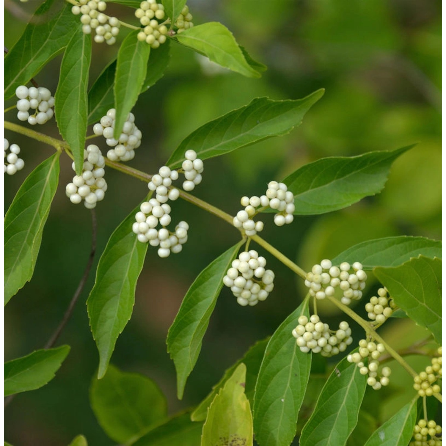 Liebesperlenstrauch Schönfrucht Magical Snowstar 60-80cm - Callicarpa bodin günstig online kaufen