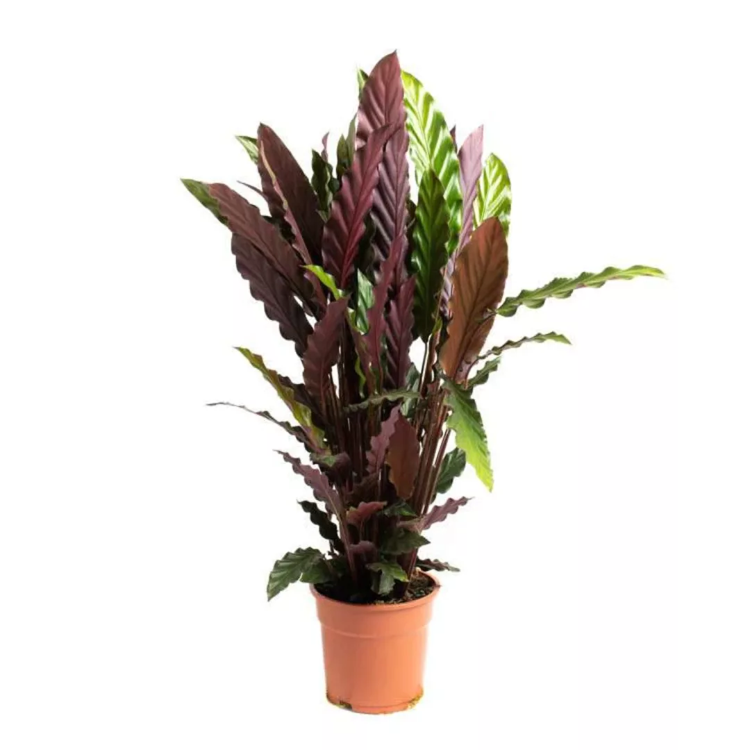OH2 | Zimmerpflanze Calathea günstig online kaufen