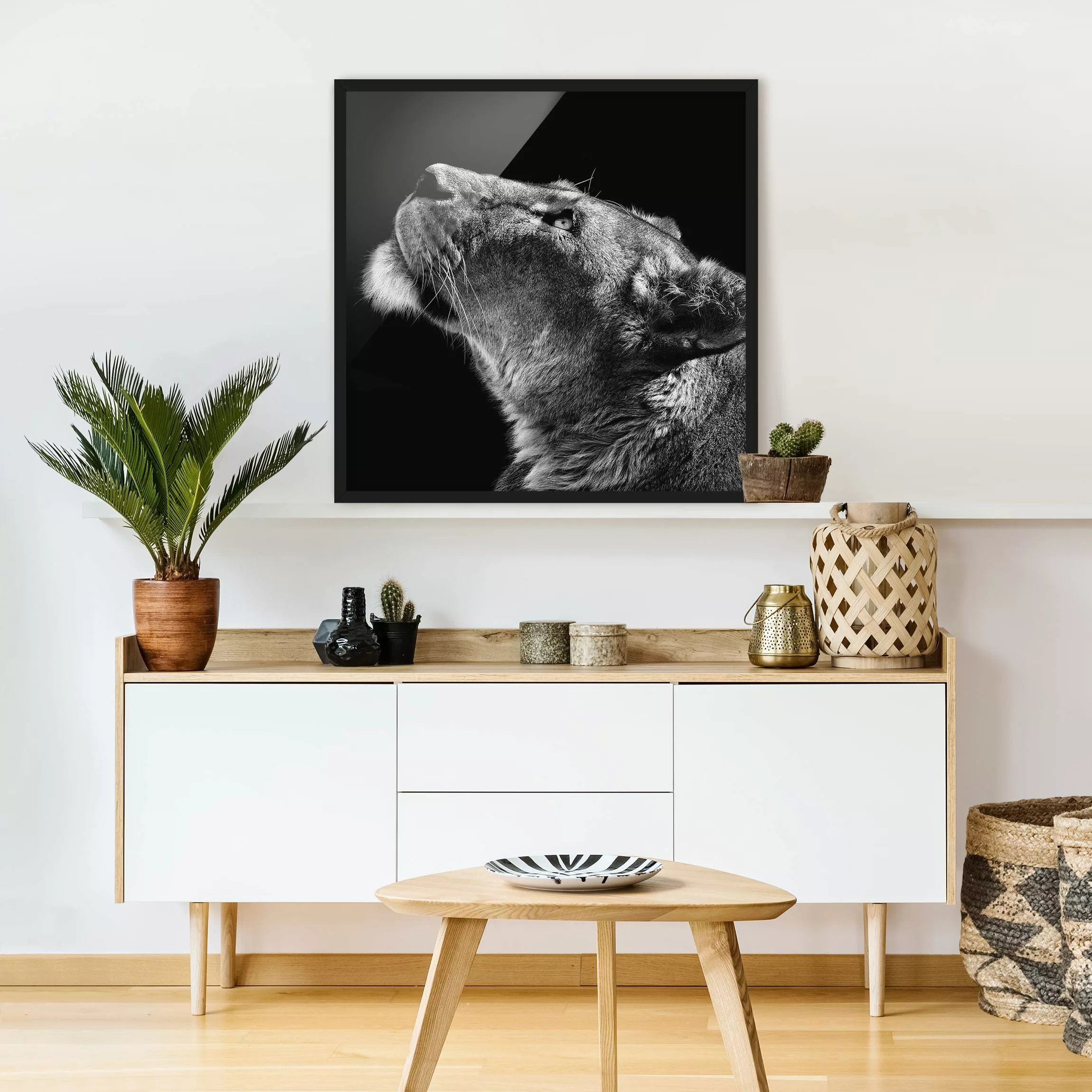 Bild mit Rahmen Tiere - Quadrat Portrait einer Löwin günstig online kaufen