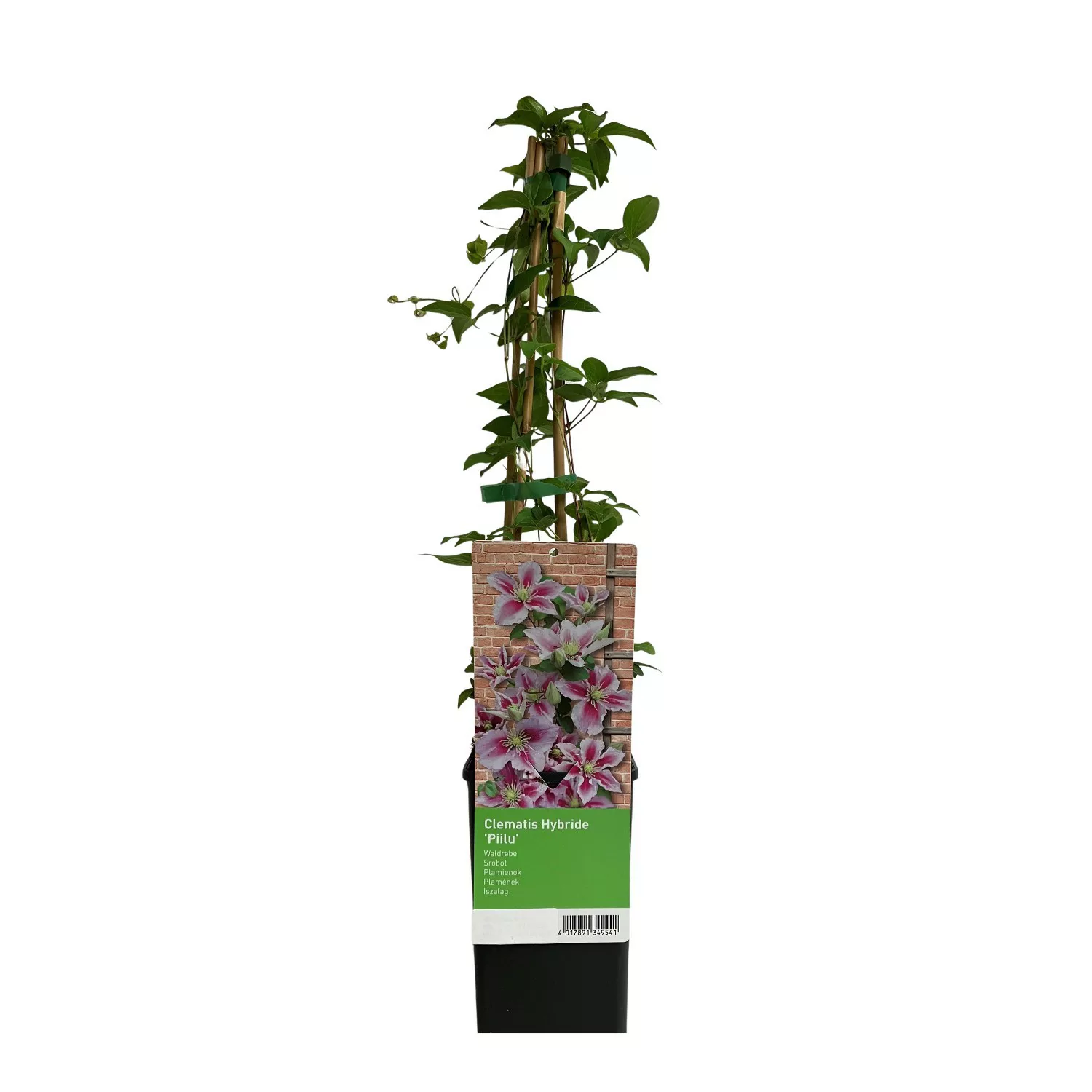 Waldrebe Piilu Rosa-Violett ca. 40 - 60 cm Topf-Ø ca. 17 cm Clematis Hybrid günstig online kaufen