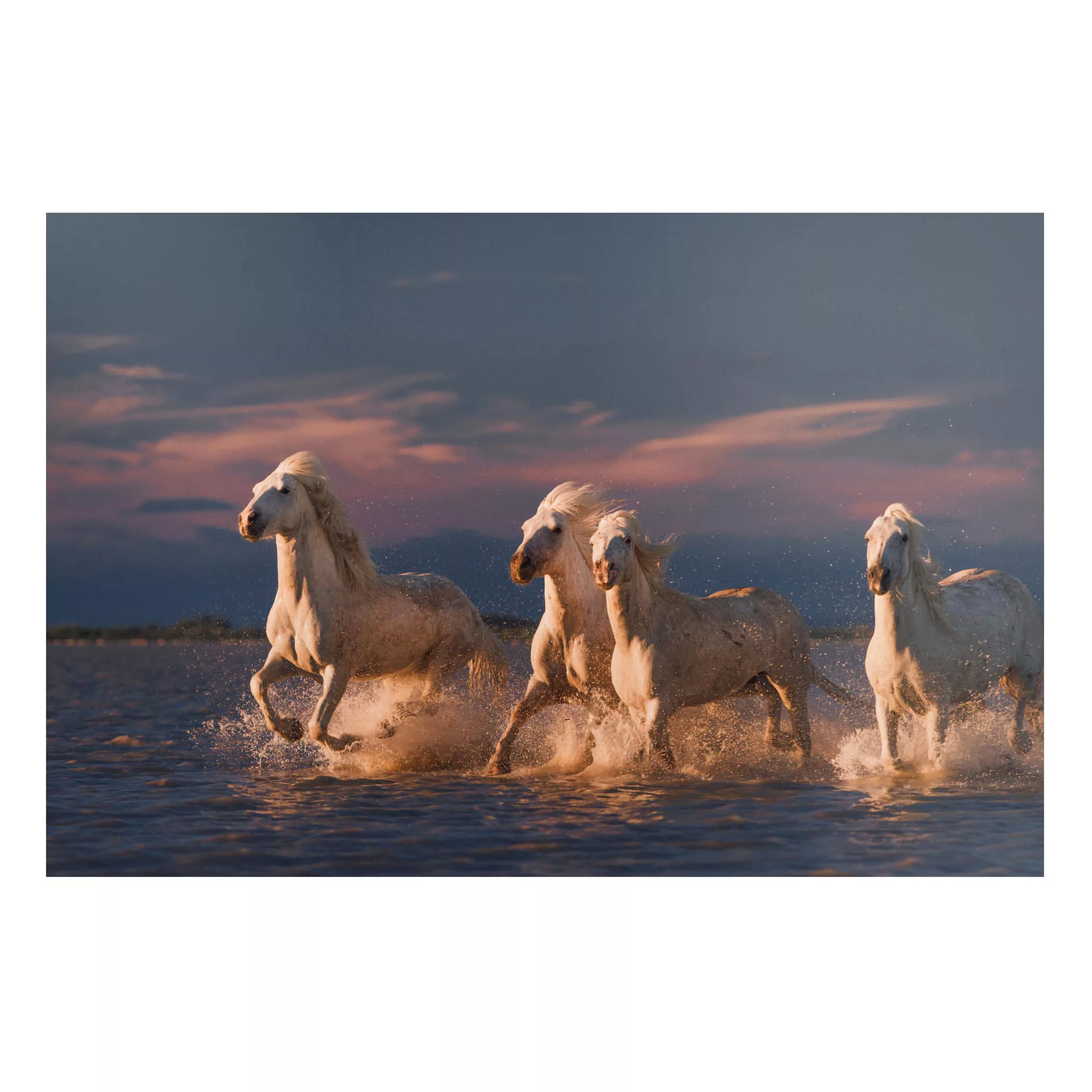 Magnettafel Tiere - Querformat 3:2 Wilde Pferde in Kamargue günstig online kaufen