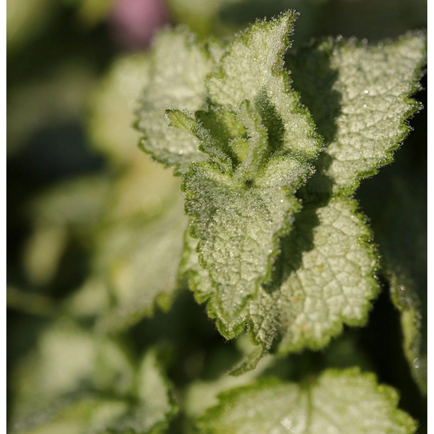 Waldnessel Pink Pewter - Lamium maculatum günstig online kaufen