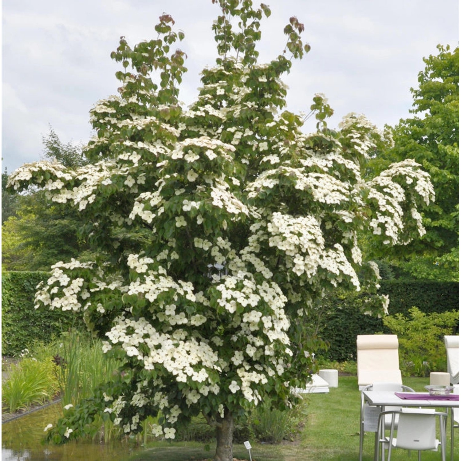 Asiatische Blüten Hartriegel National 60-80cm - Cornus kousa günstig online kaufen