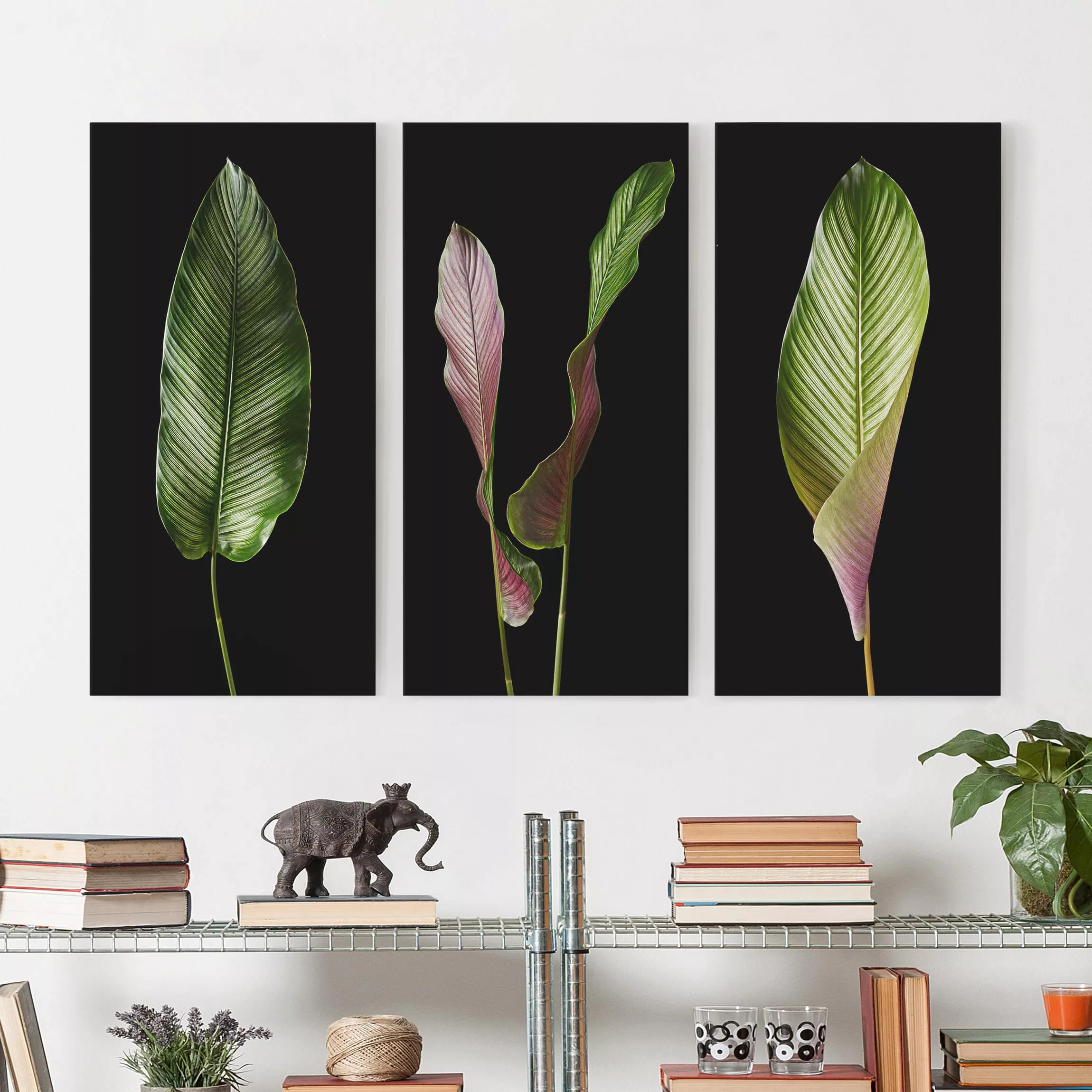 3-teiliges Leinwandbild Botanik - Hochformat Große Blätter Calathea-ornata günstig online kaufen