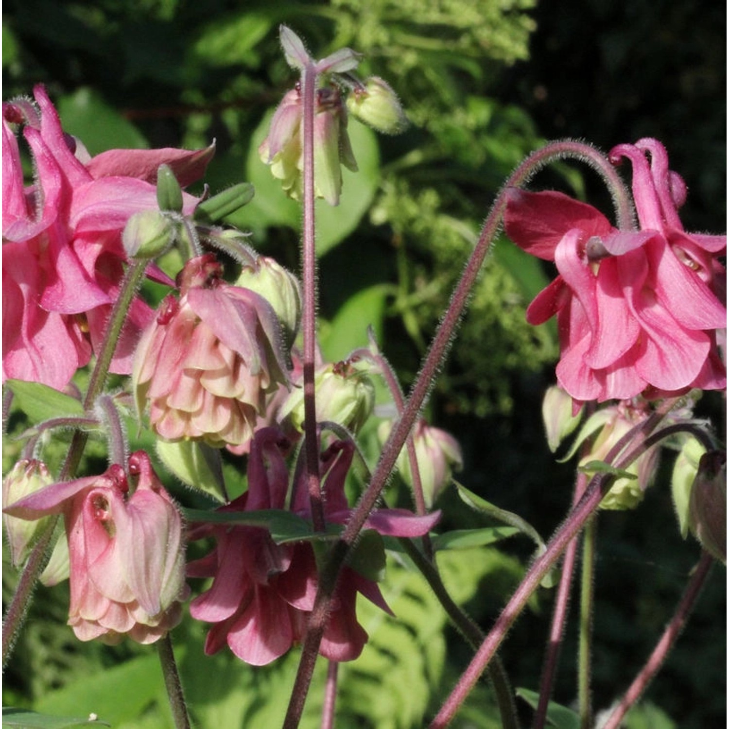 Akelei Altrosa - Aquilegia vulgaris günstig online kaufen