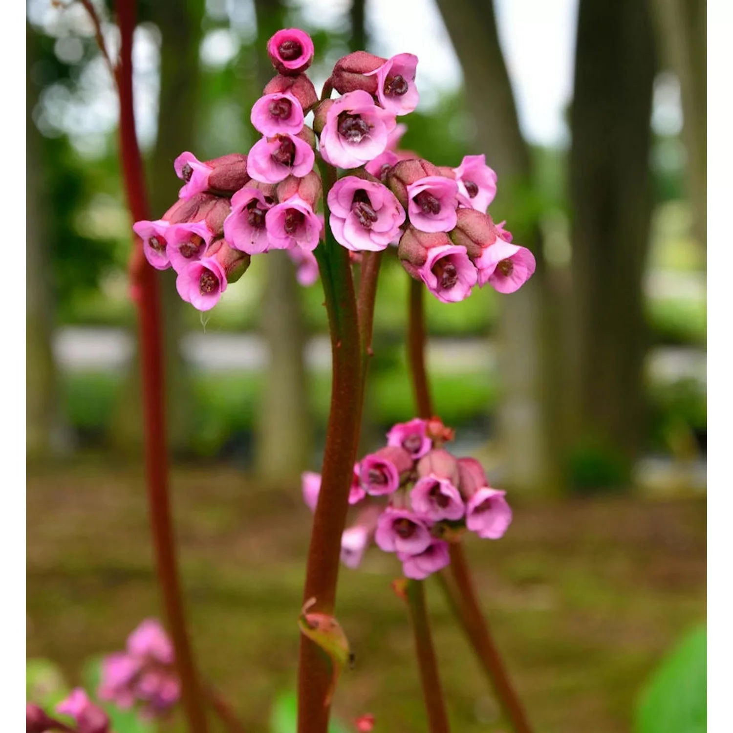 Bergenie Pinneberg - Bergenia cordifolia günstig online kaufen