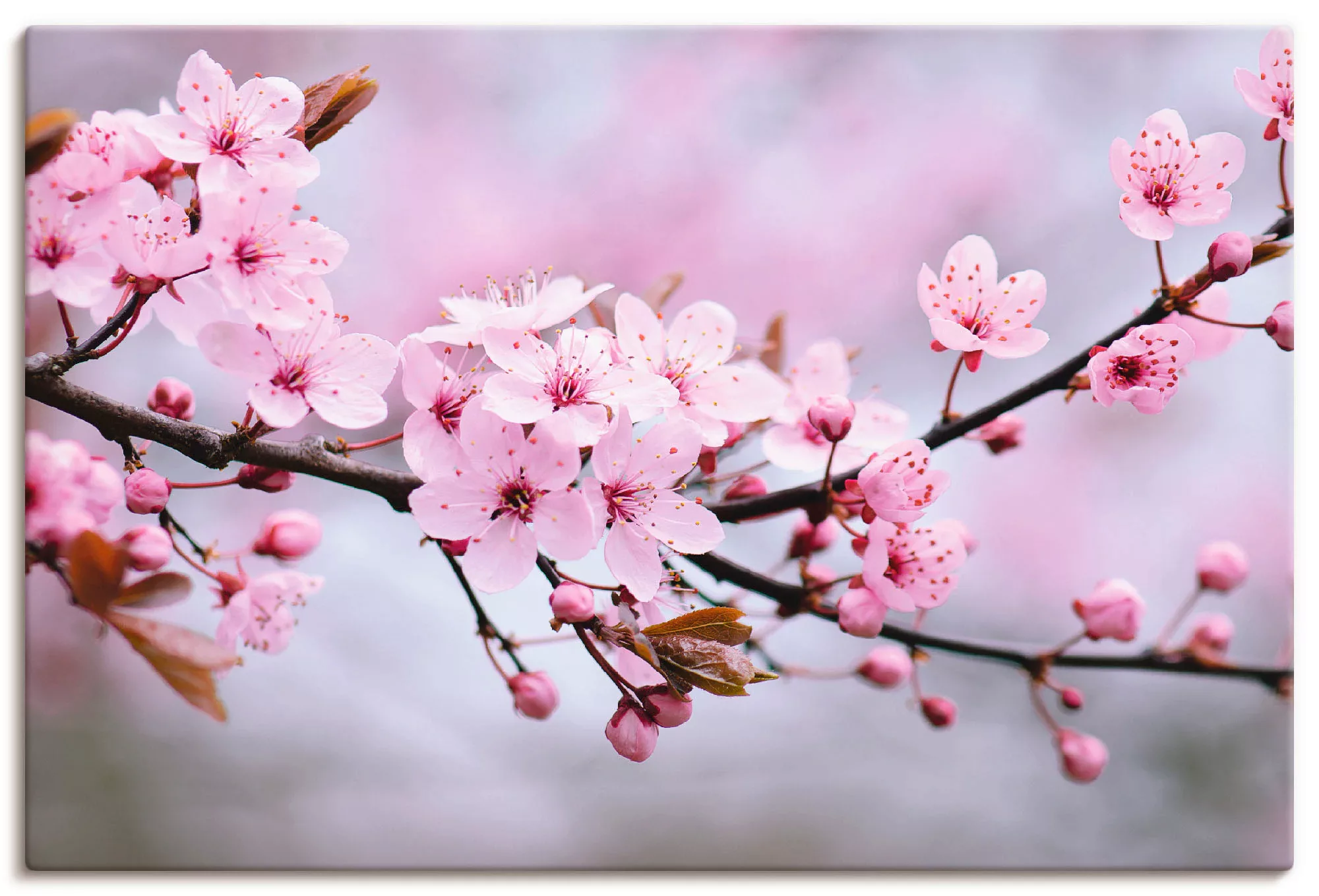 Artland Wandbild "Kirschblüten", Blumen, (1 St.), als Alubild, Outdoorbild, günstig online kaufen