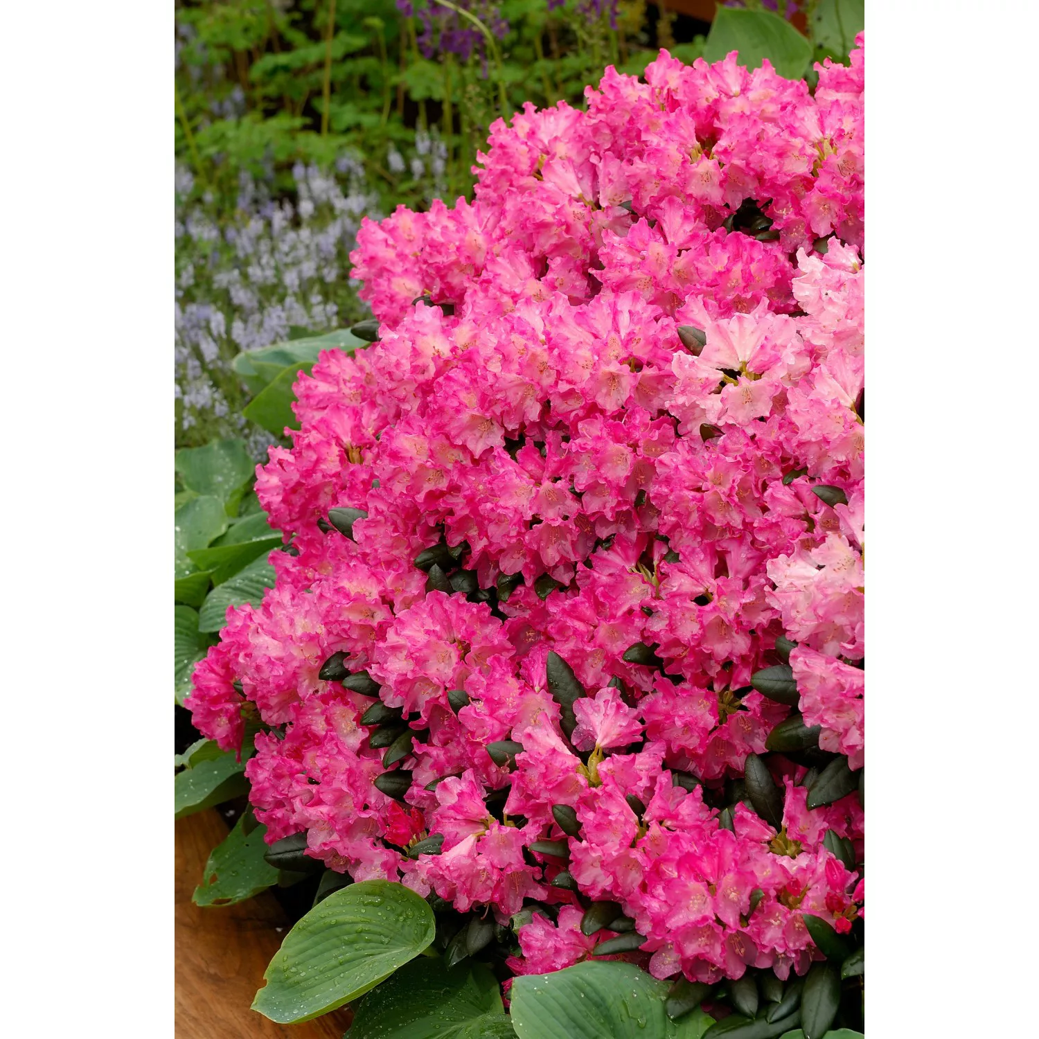 OBI Yaku-Rhododendron Tatjana Pink Höhe ca. 20-30 cm Topf ca. 5 l Rhododend günstig online kaufen