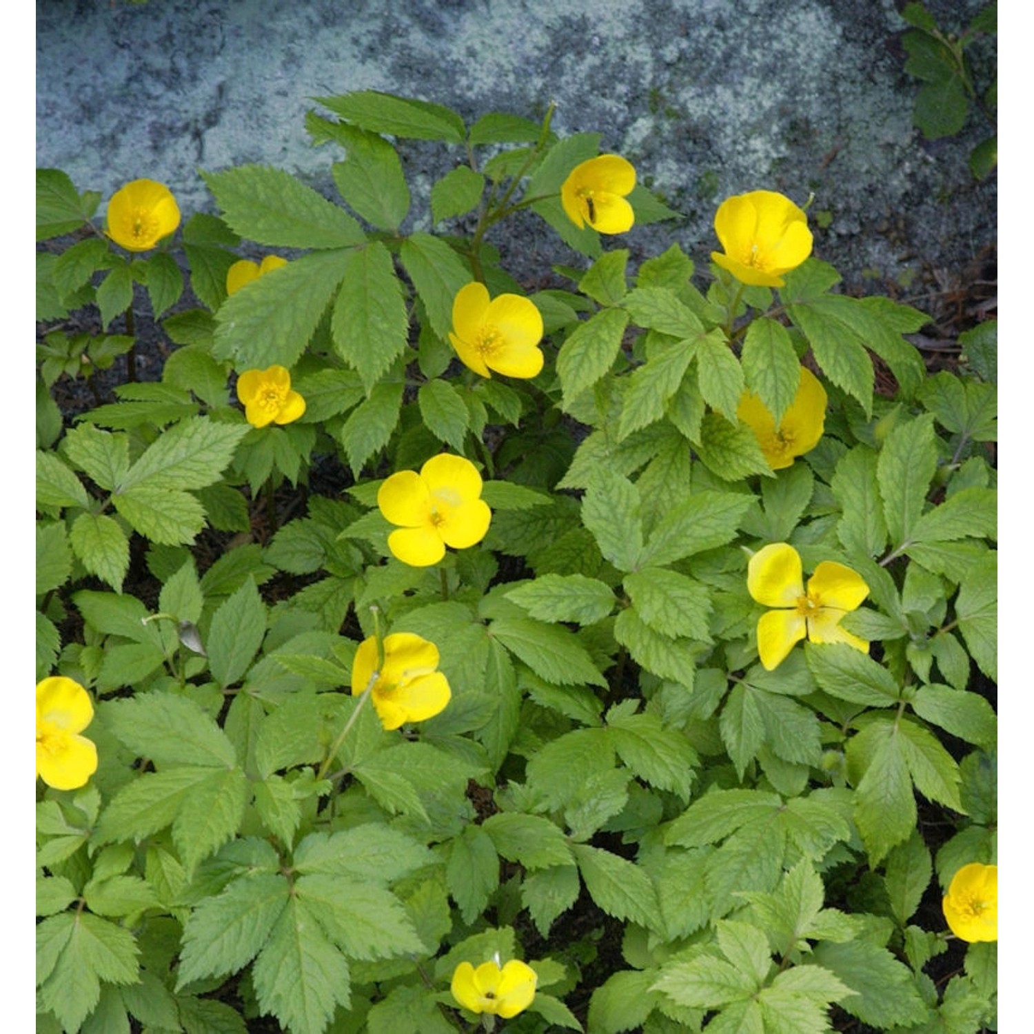 Japanischer Waldmohn - Hylomecon japonica günstig online kaufen