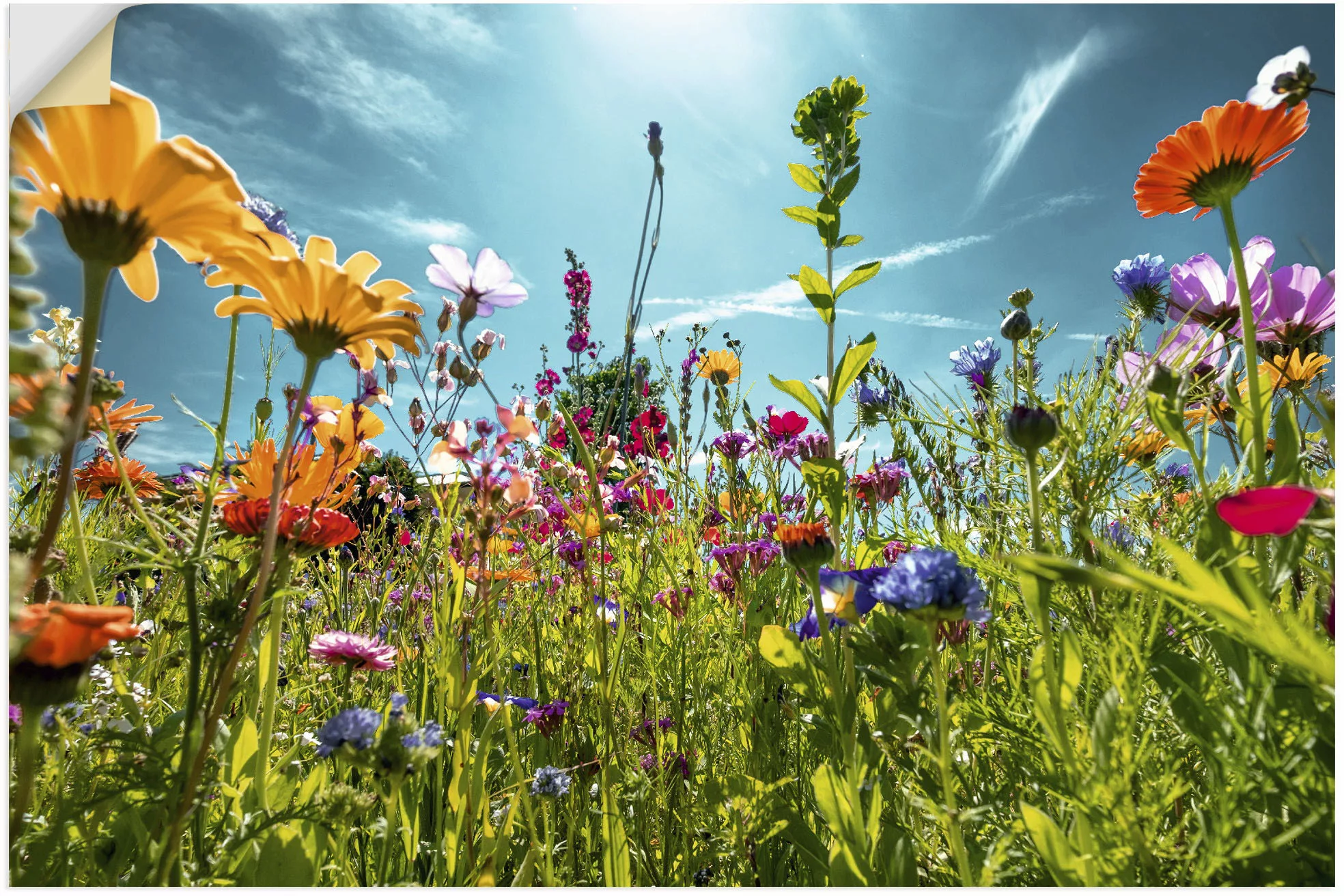 Artland Wandbild »Buntes Blumenfeld«, Blumenwiese, (1 St.), als Alubild, Ou günstig online kaufen