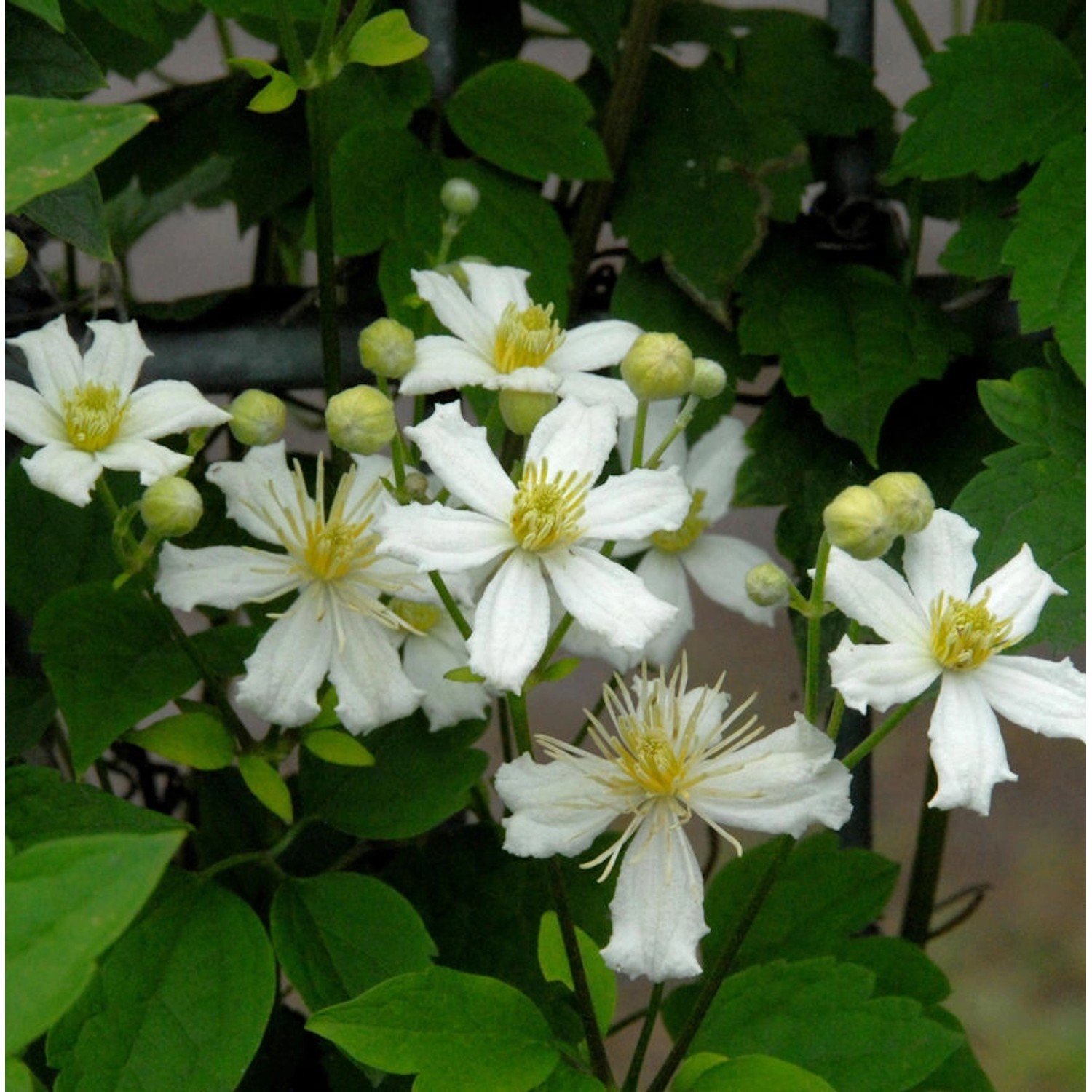 Waldrebe Summer Snow 100-125cm - Clematis günstig online kaufen