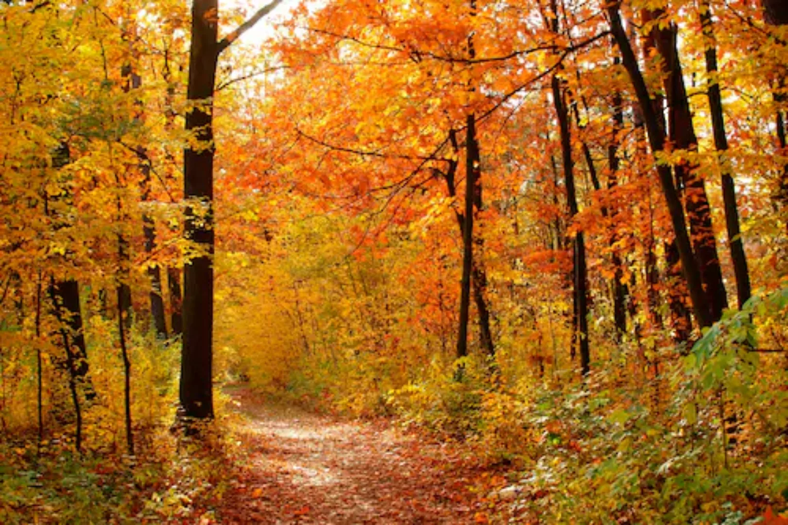 Papermoon Fototapete »Autum Forest« günstig online kaufen