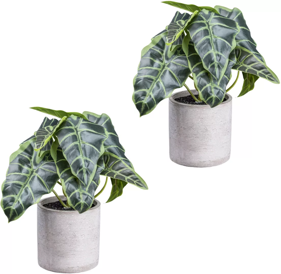 Creativ green Künstliche Zimmerpflanze "Anthurium", mit detailgetreuem Blat günstig online kaufen