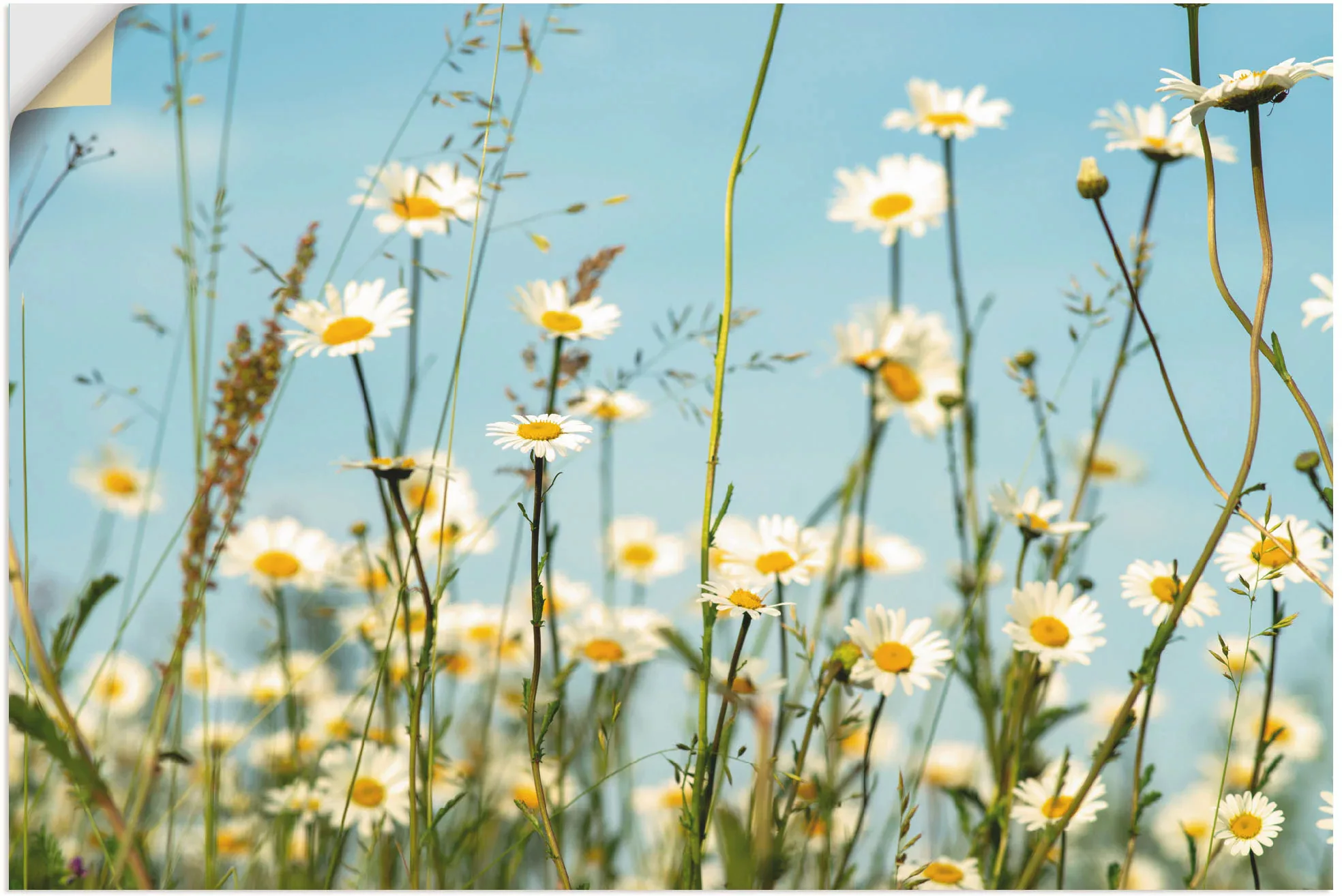 Artland Wandbild "Margeriten vor Sommer Himmel", Blumenbilder, (1 St.), als günstig online kaufen