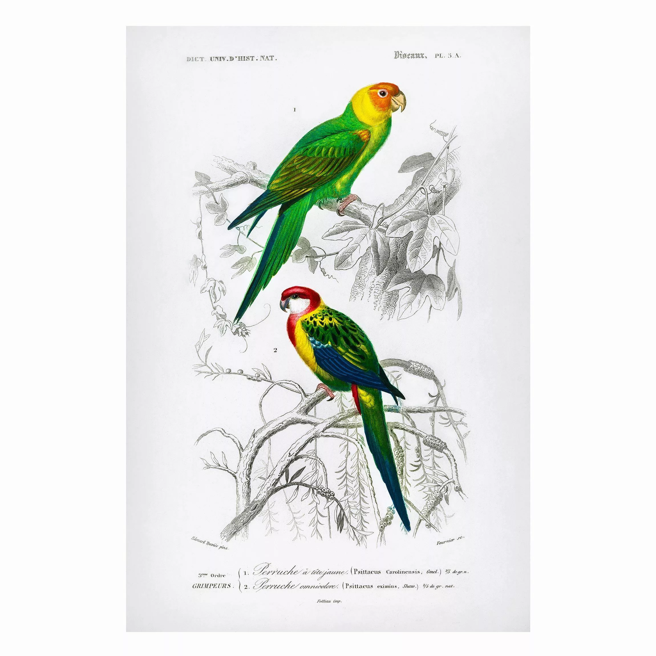 Magnettafel Tiere - Hochformat 2:3 Vintage Lehrtafel Zwei Papageien Grün Ro günstig online kaufen