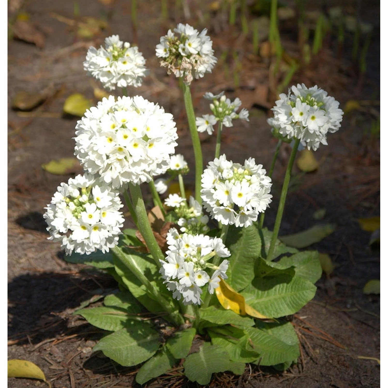 Kugelprimel Alba - Primula denticulata günstig online kaufen