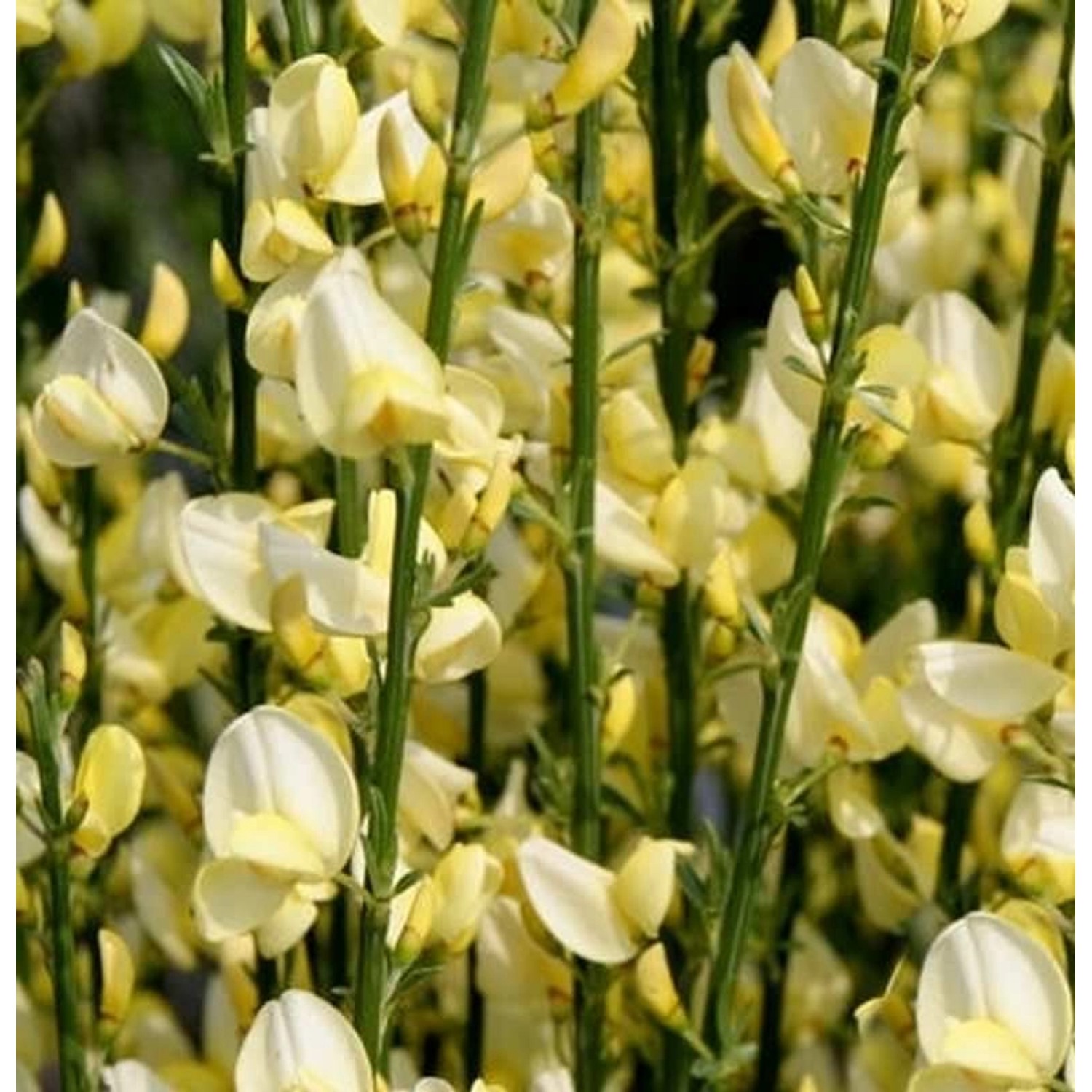 Elfenbein Ginster Warminster 60-80cm - Cytisus praecox günstig online kaufen