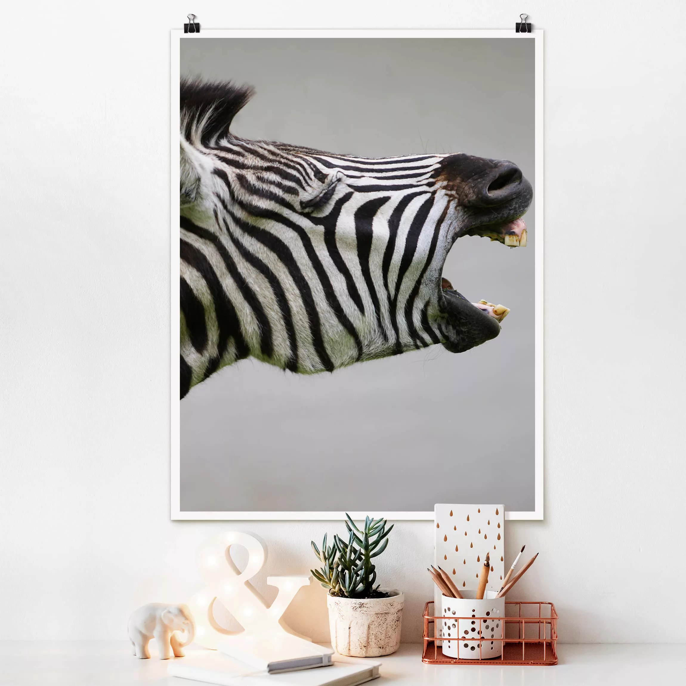 Poster Tiere - Hochformat Brüllendes Zebra günstig online kaufen