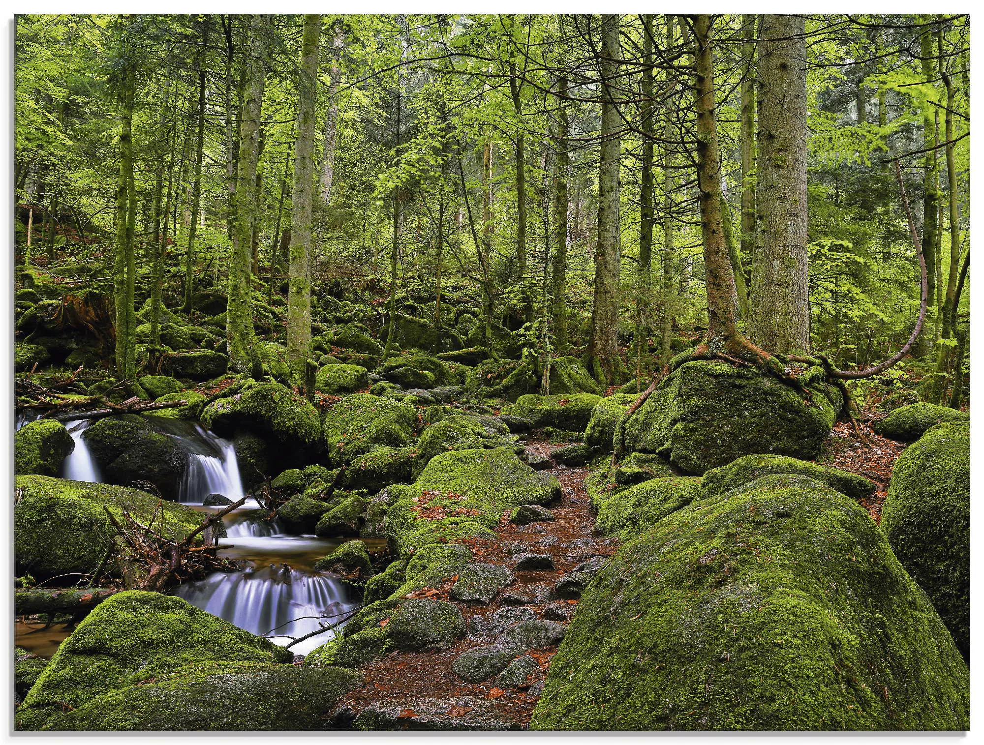 Artland Glasbild "Zauberwald mit Bach", Wald, (1 St.) günstig online kaufen