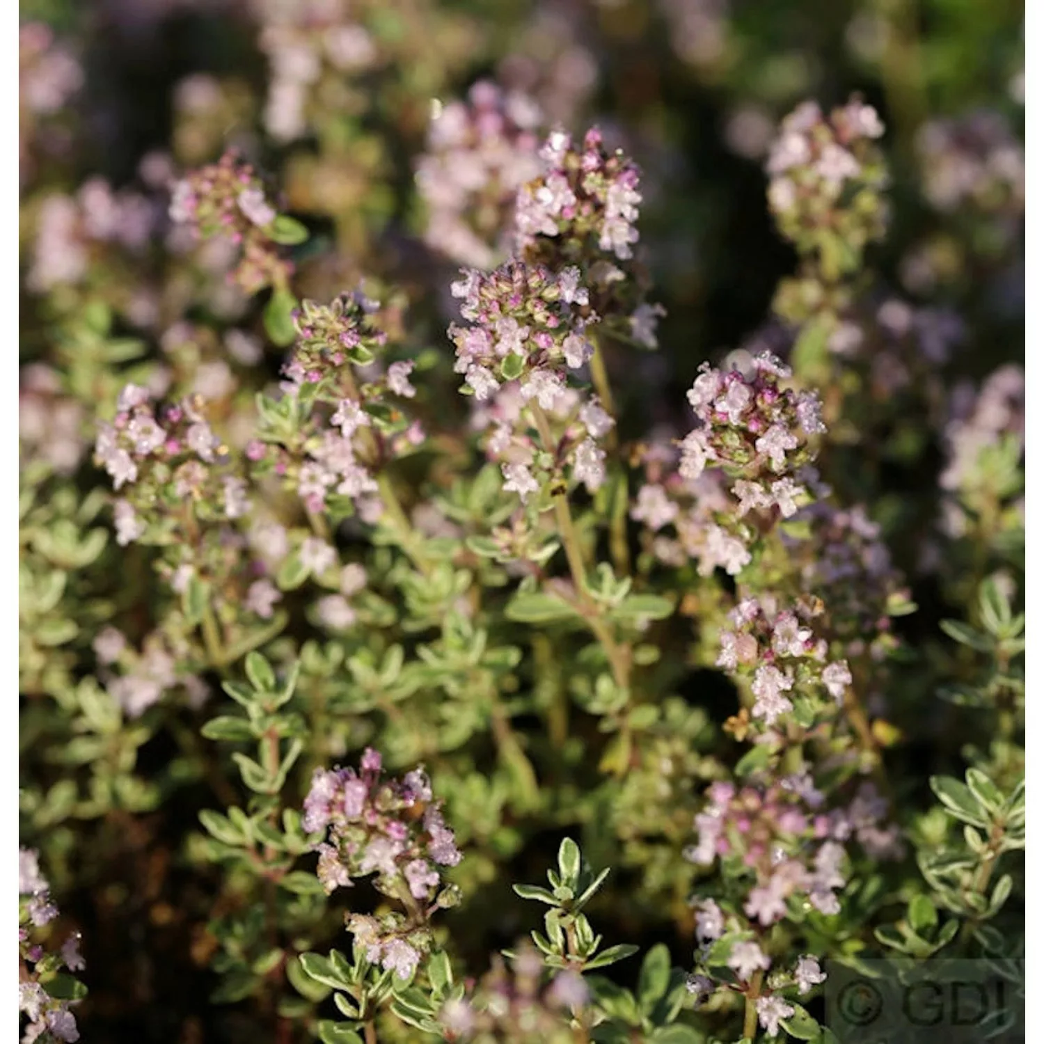 Echter Zitronen Thymian Silver King - Thymus citriodorus günstig online kaufen