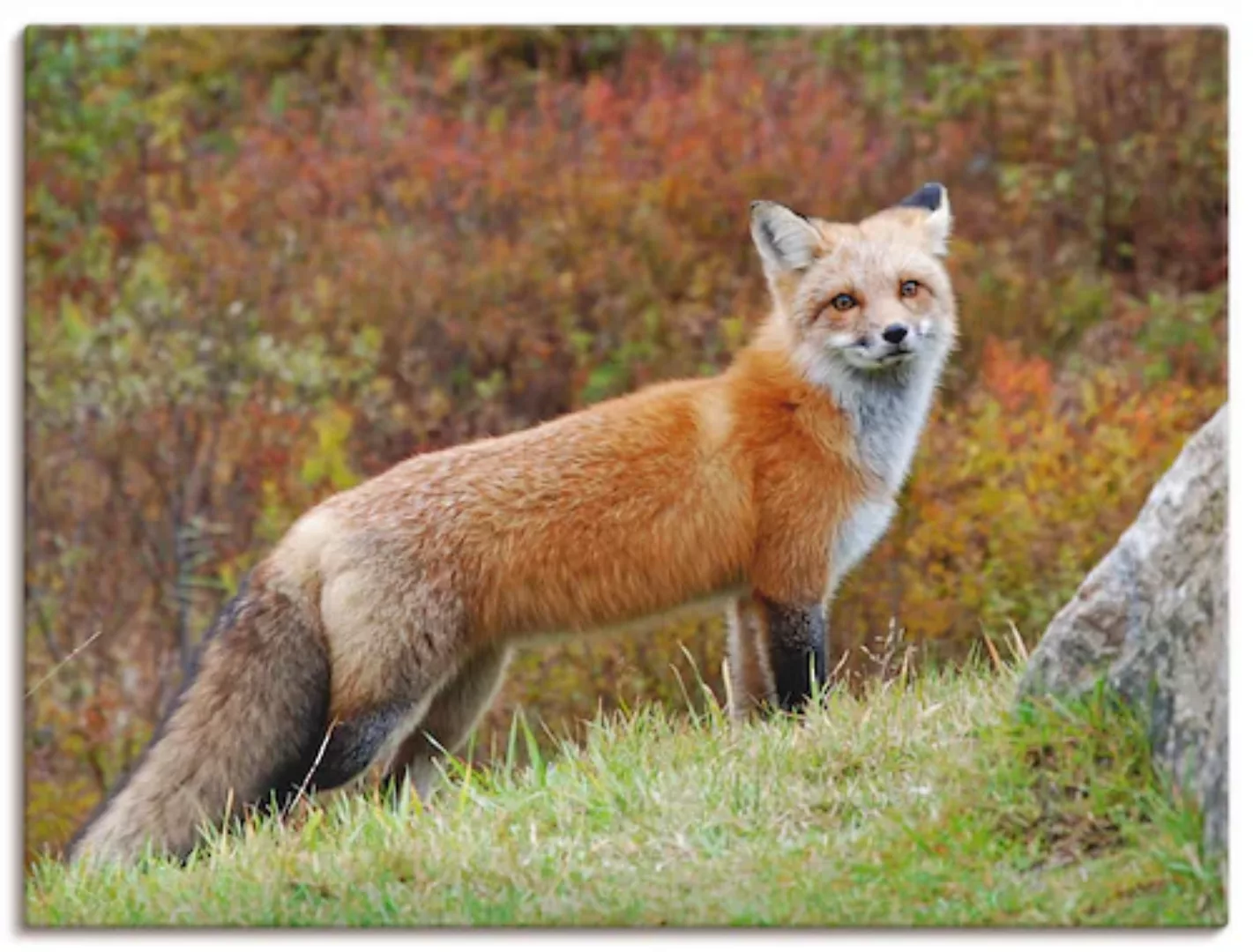 Artland Wandbild "Fuchs I", Wildtiere, (1 St.), als Leinwandbild, Poster in günstig online kaufen